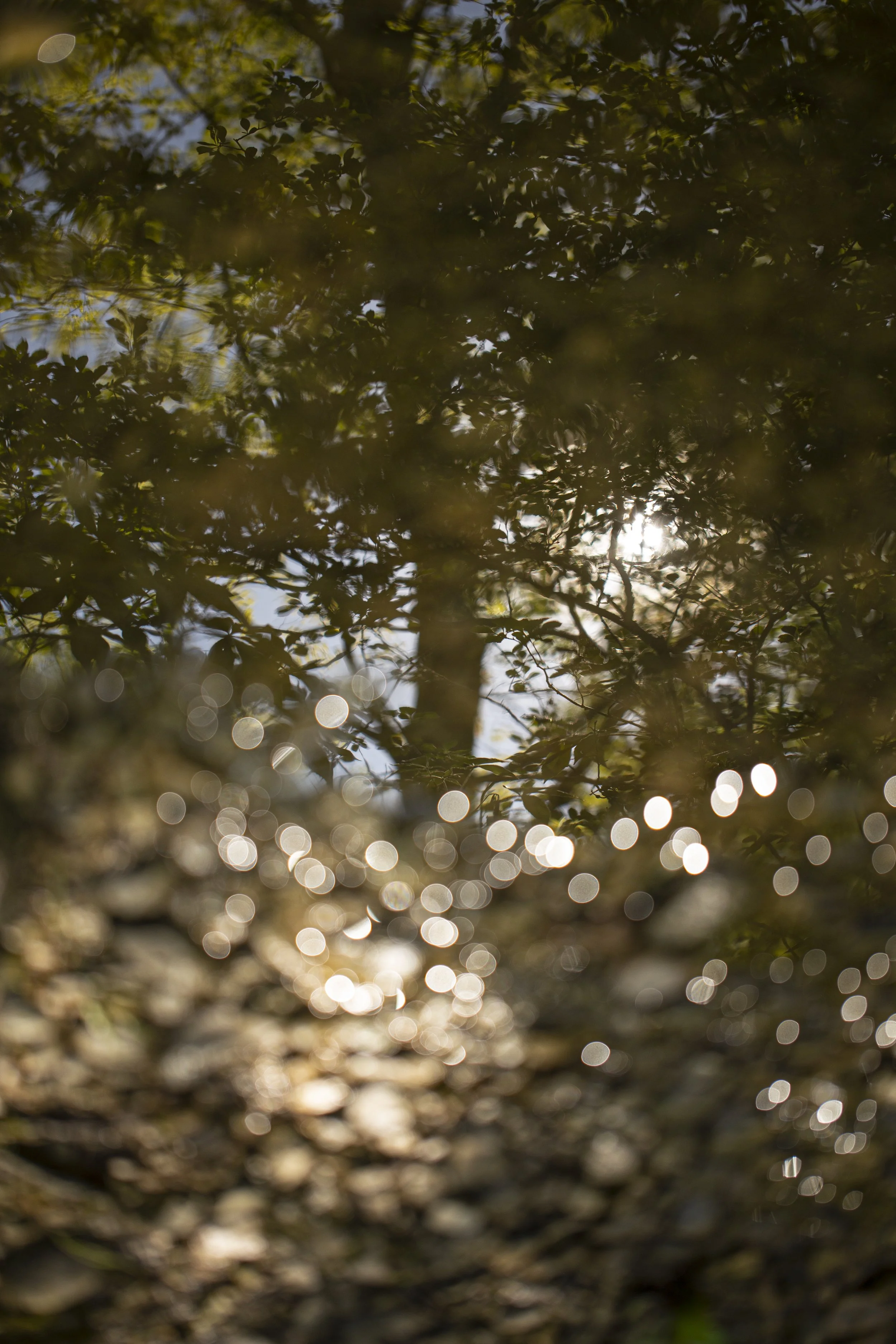 Reflections_IMG_1778.jpg