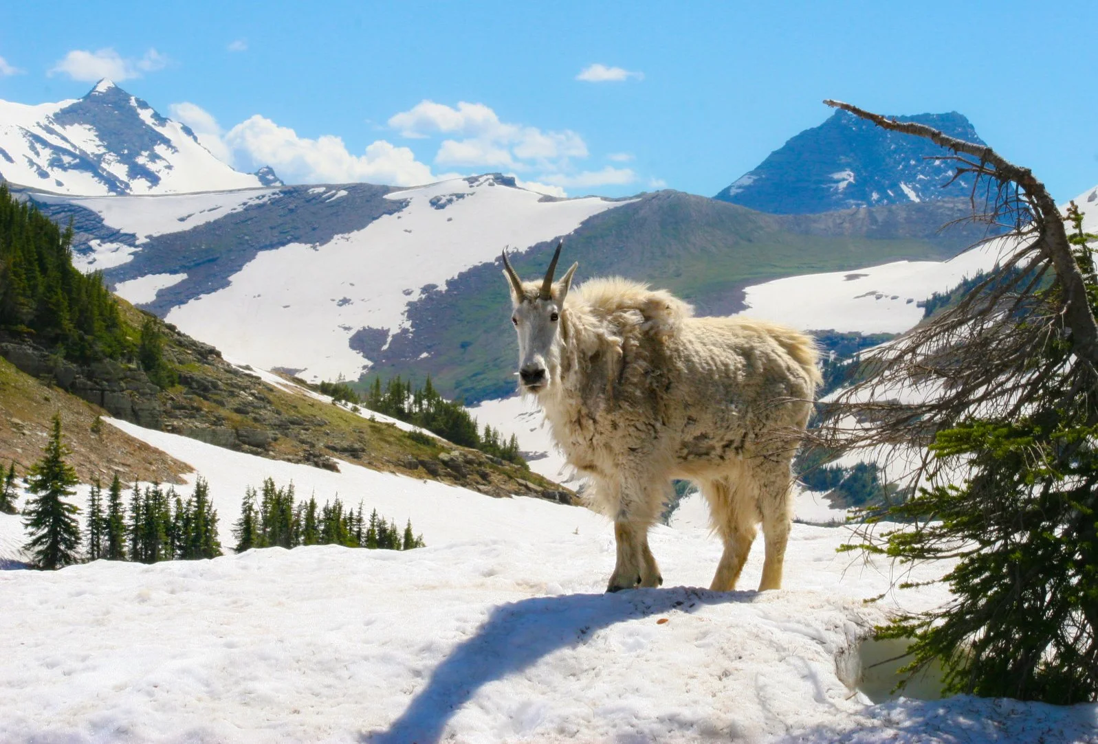 Glacier National Park