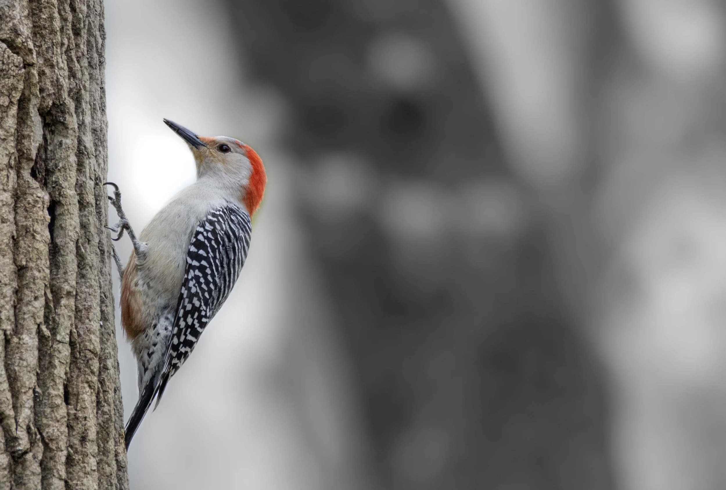 Red Bellied Woodpecker