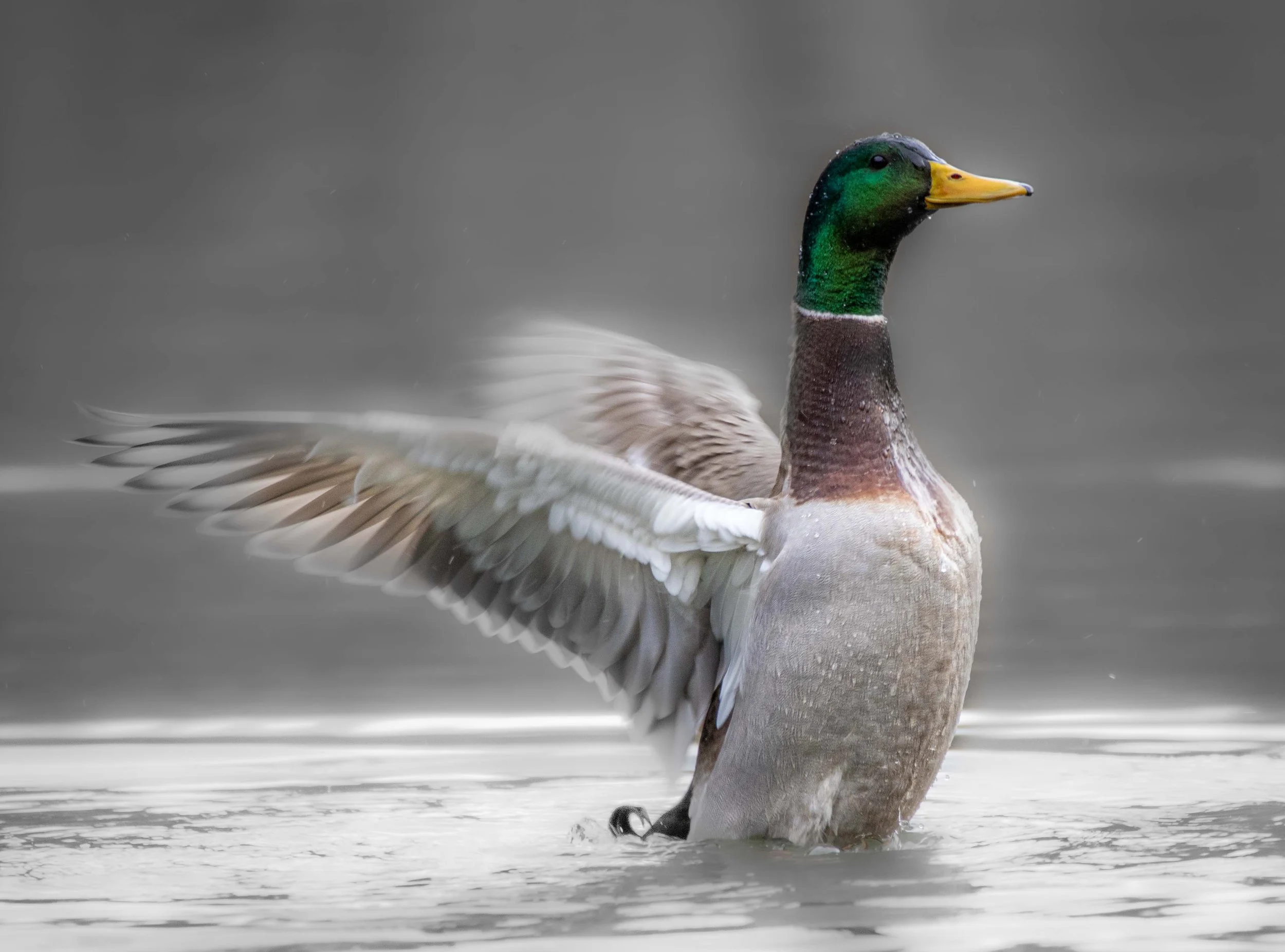 Flutter - Mallard