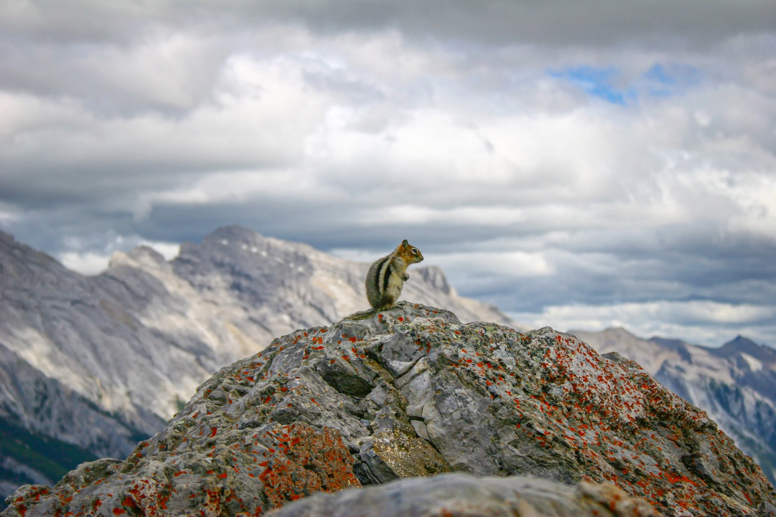 Chipmunk view - Alberta, Canada