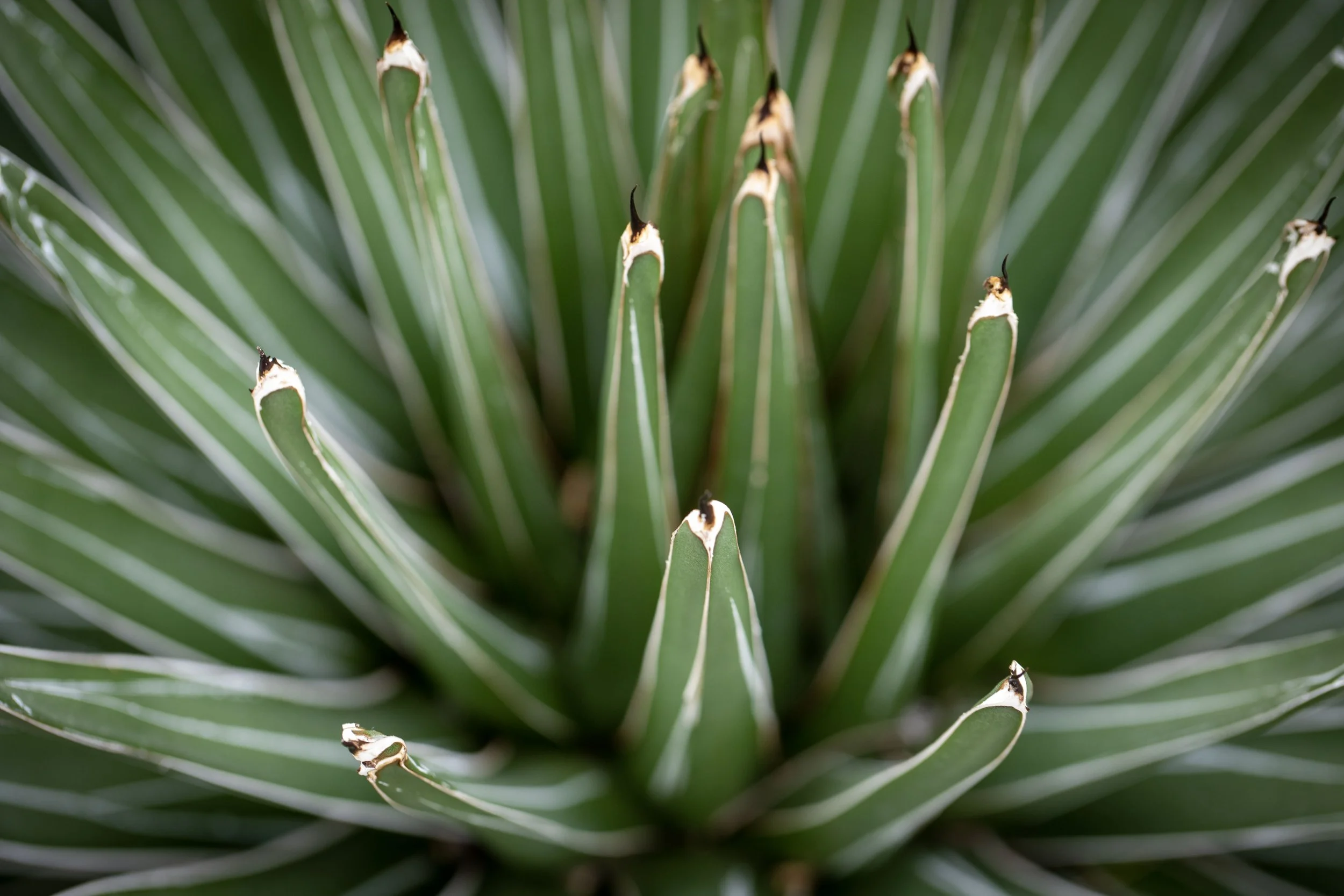 Spikes_0V8A0708.jpg