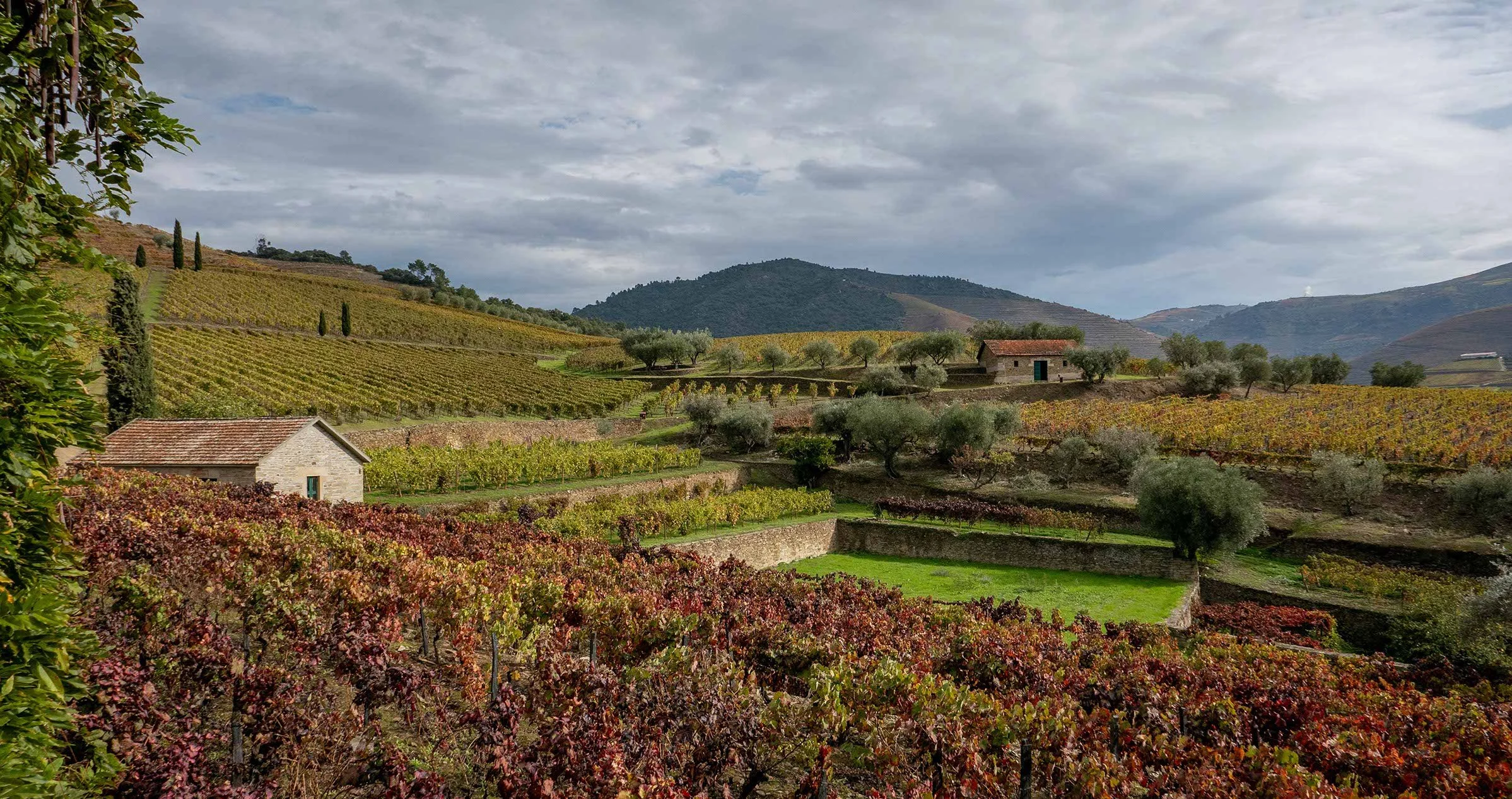 Vineyard_L1022996.jpg