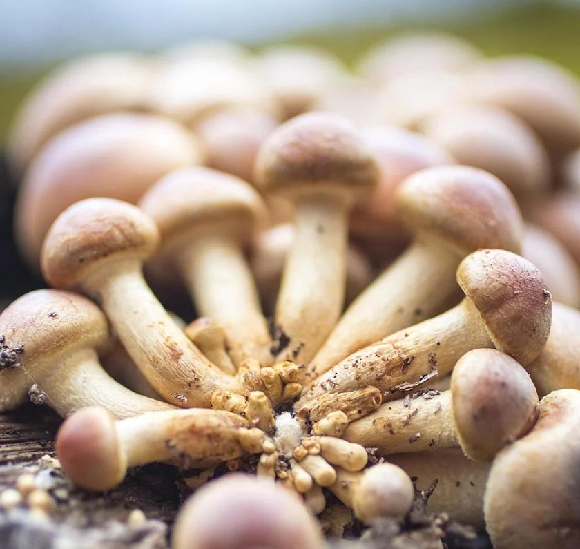Mushrooms at the Edge of Appalachia Preserve