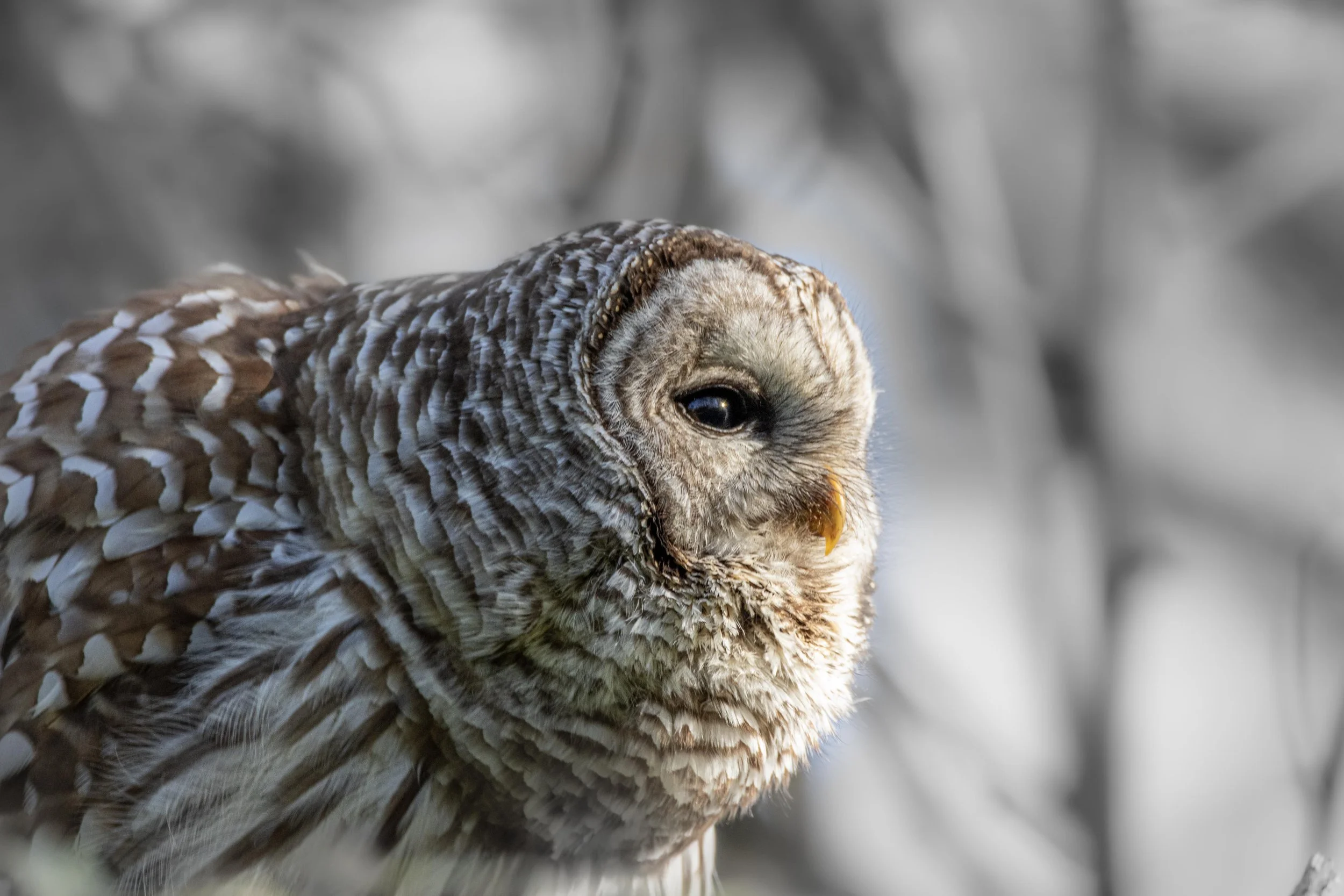 _BarredOwl_BP2A9588-2.jpg
