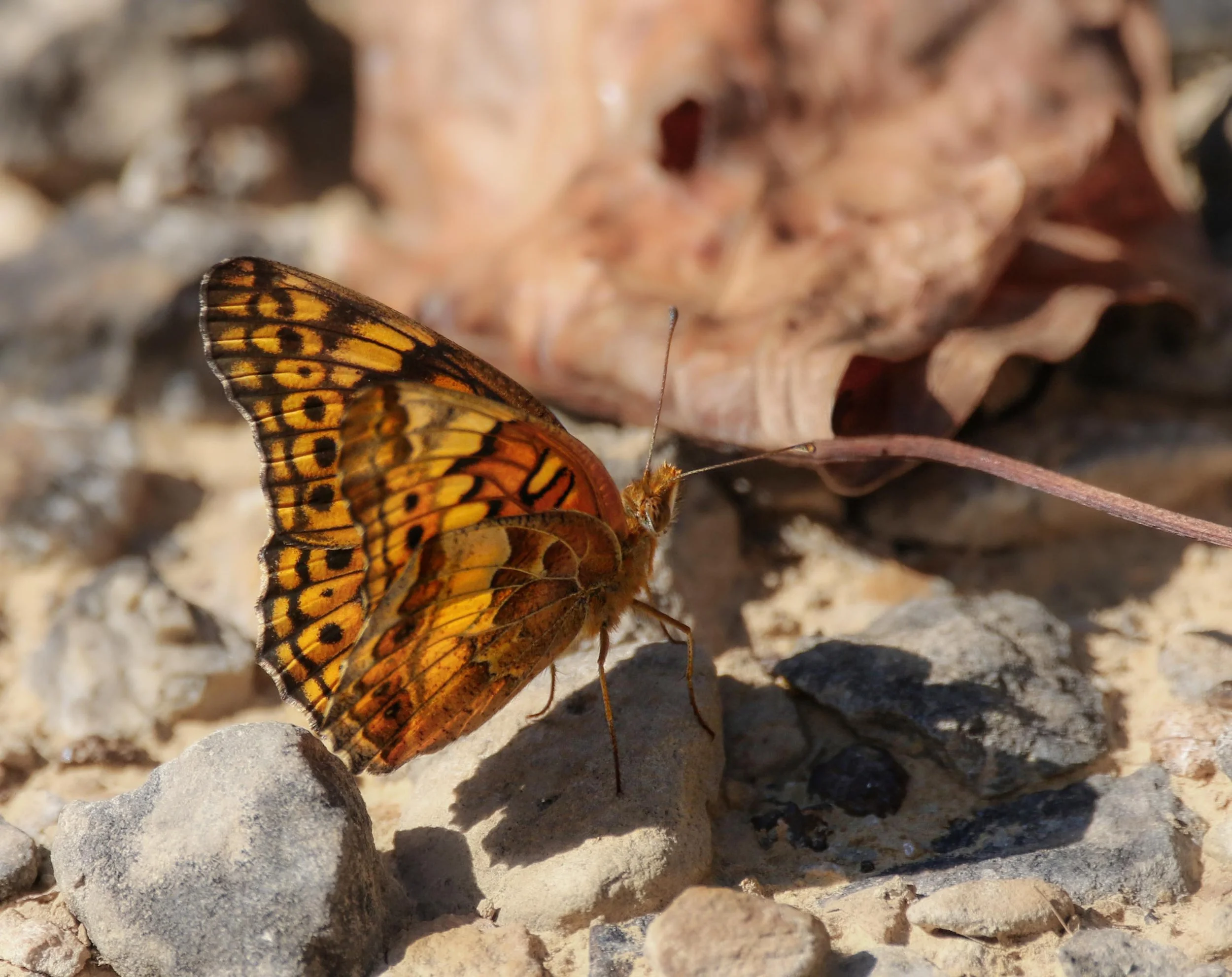 Aphrodite Fritillary resting