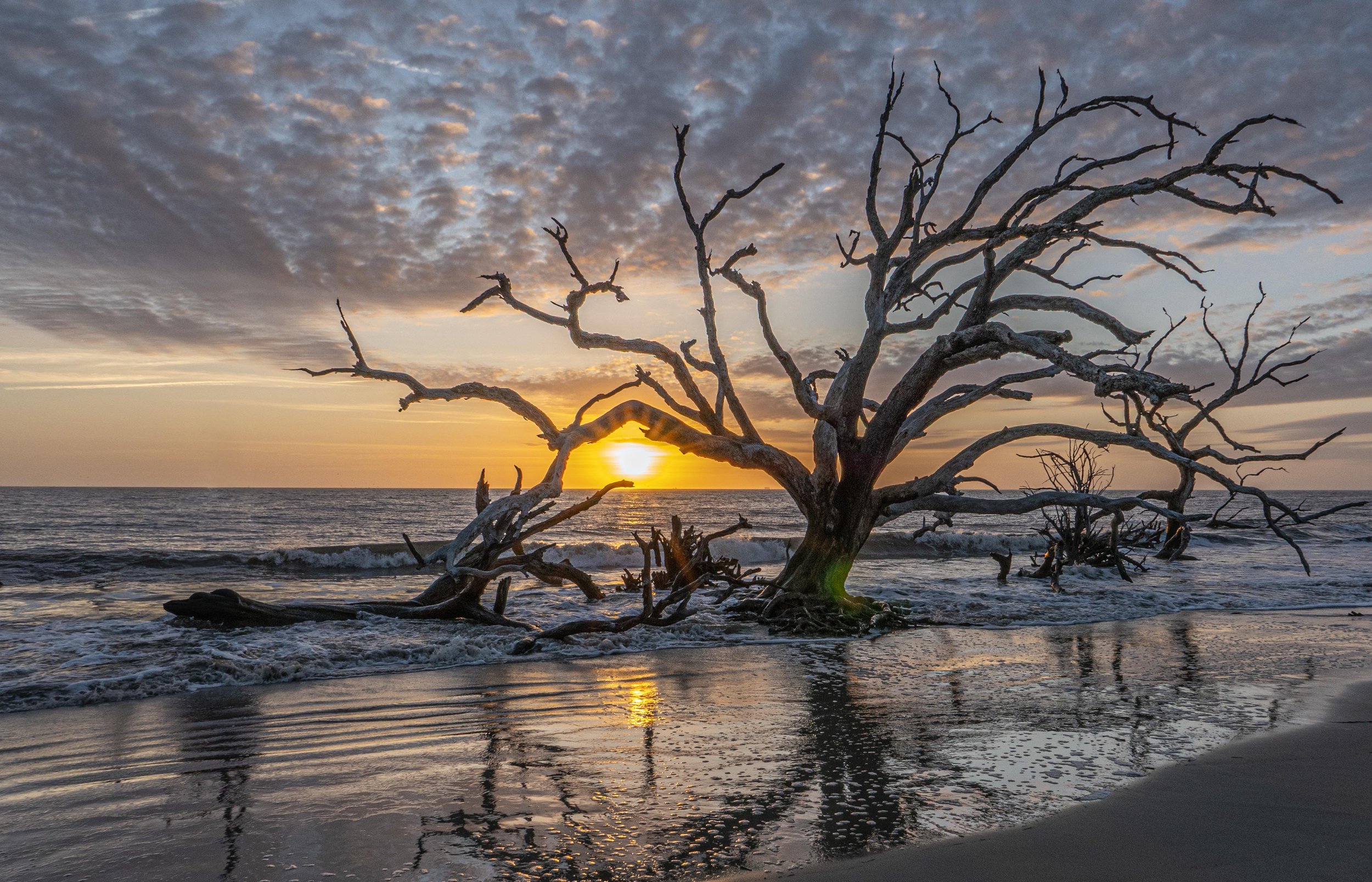 Driftwood Beach Sunrise - Jekyll Island