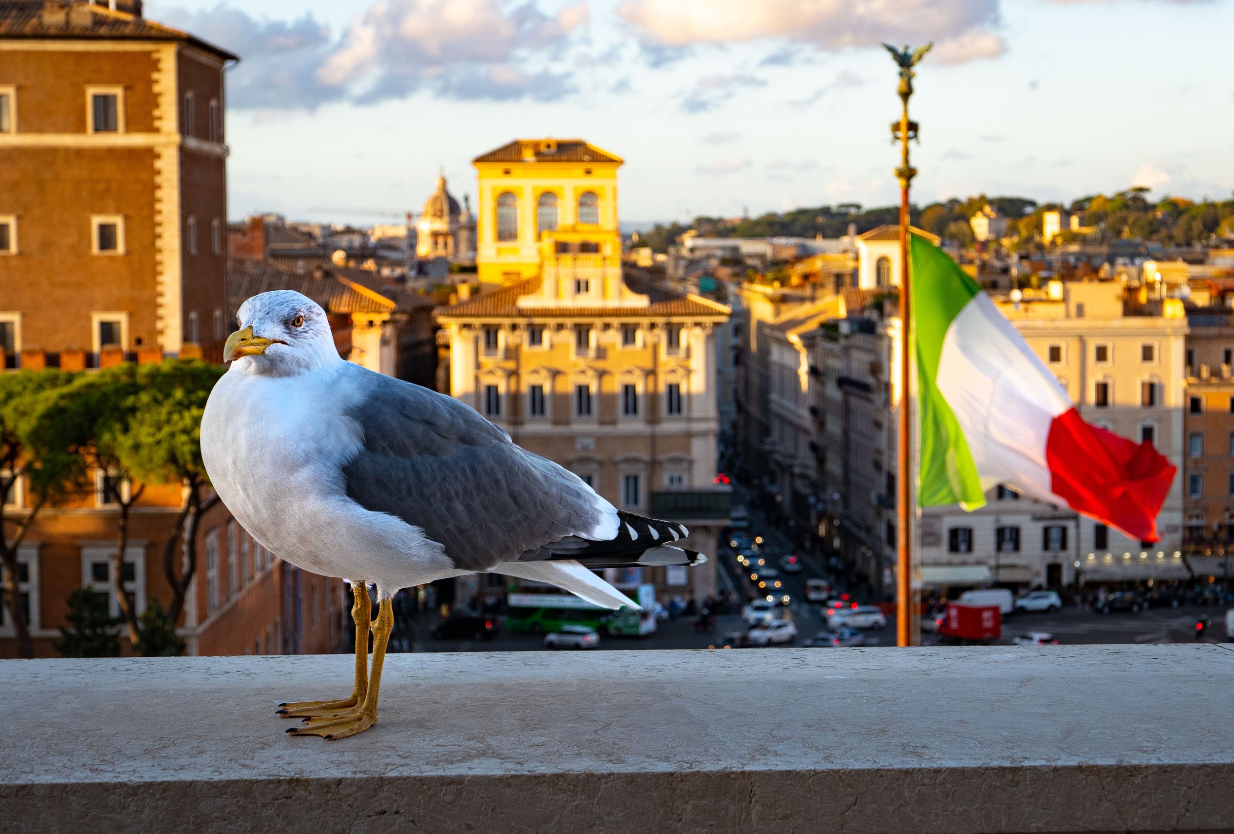 Seagull_L1000503.jpeg
