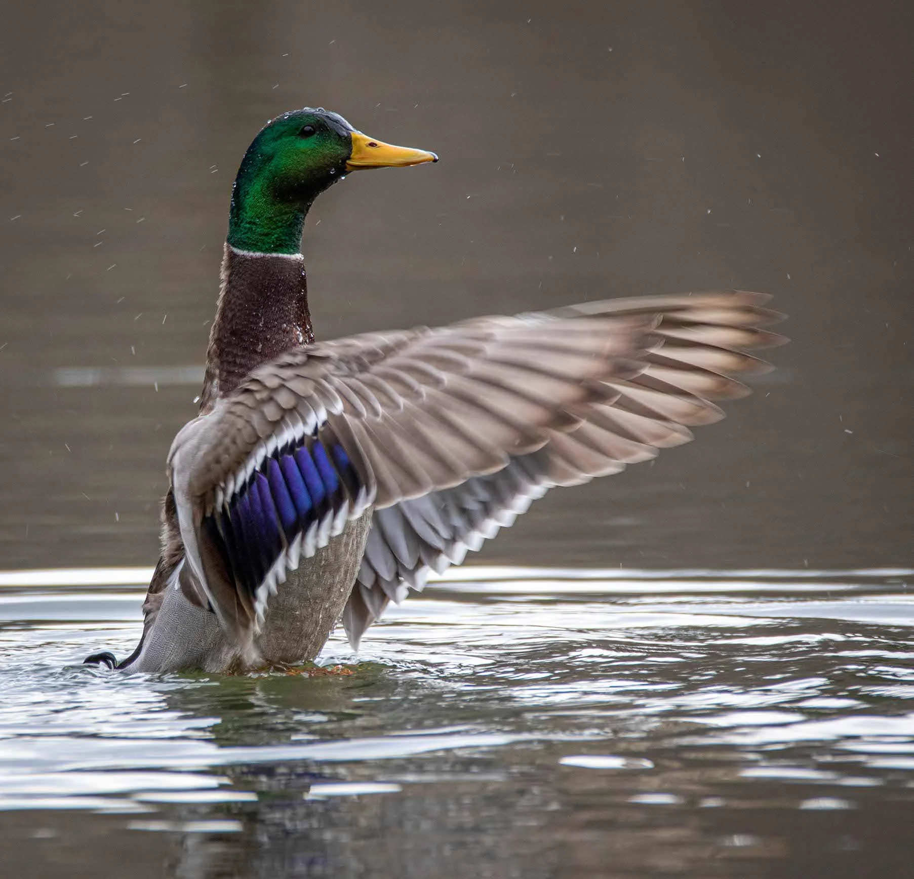 Mallard - Cincinnati Nature Center