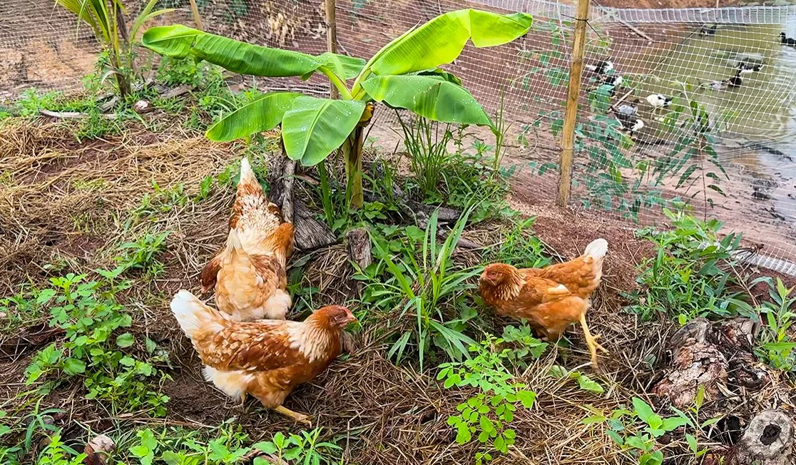 Mes poules sont-elles heureuses ?