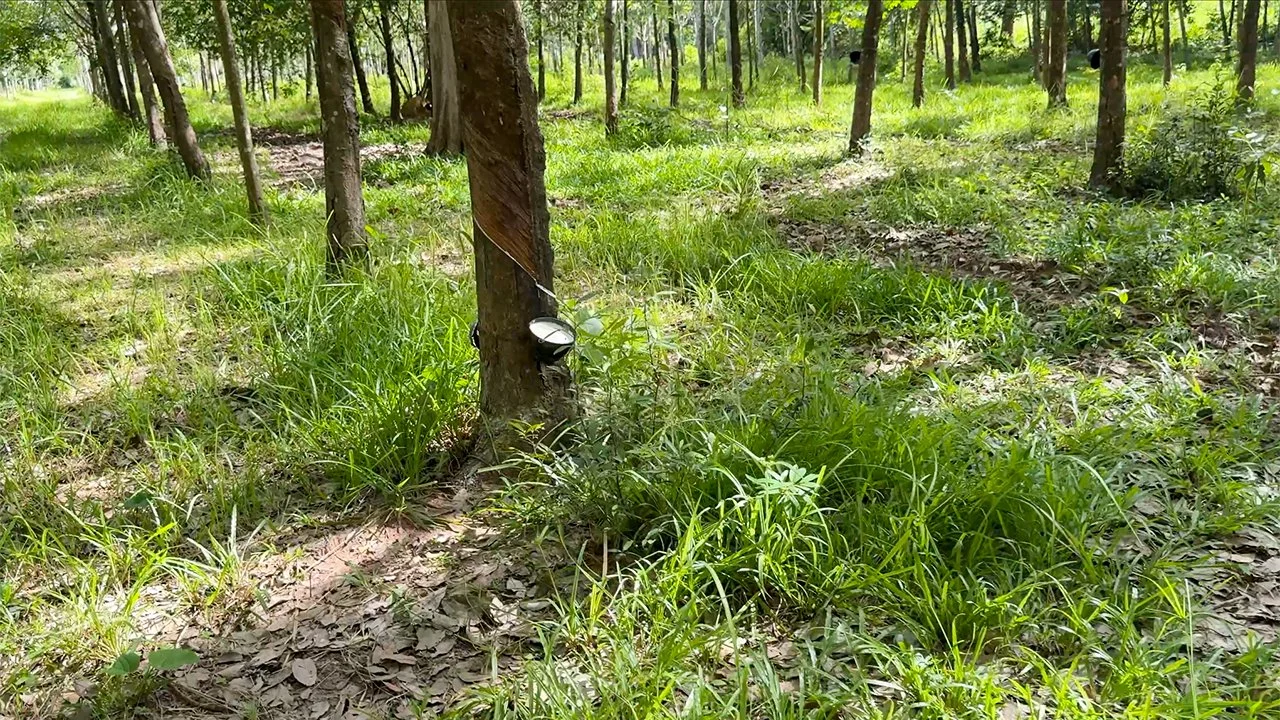 Visite d'une forêt d'hévéas