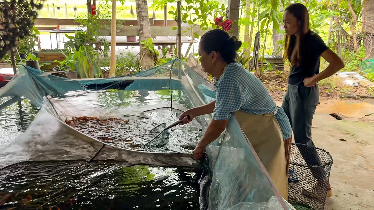 On achète 1.600 tilapias pour notre étang
