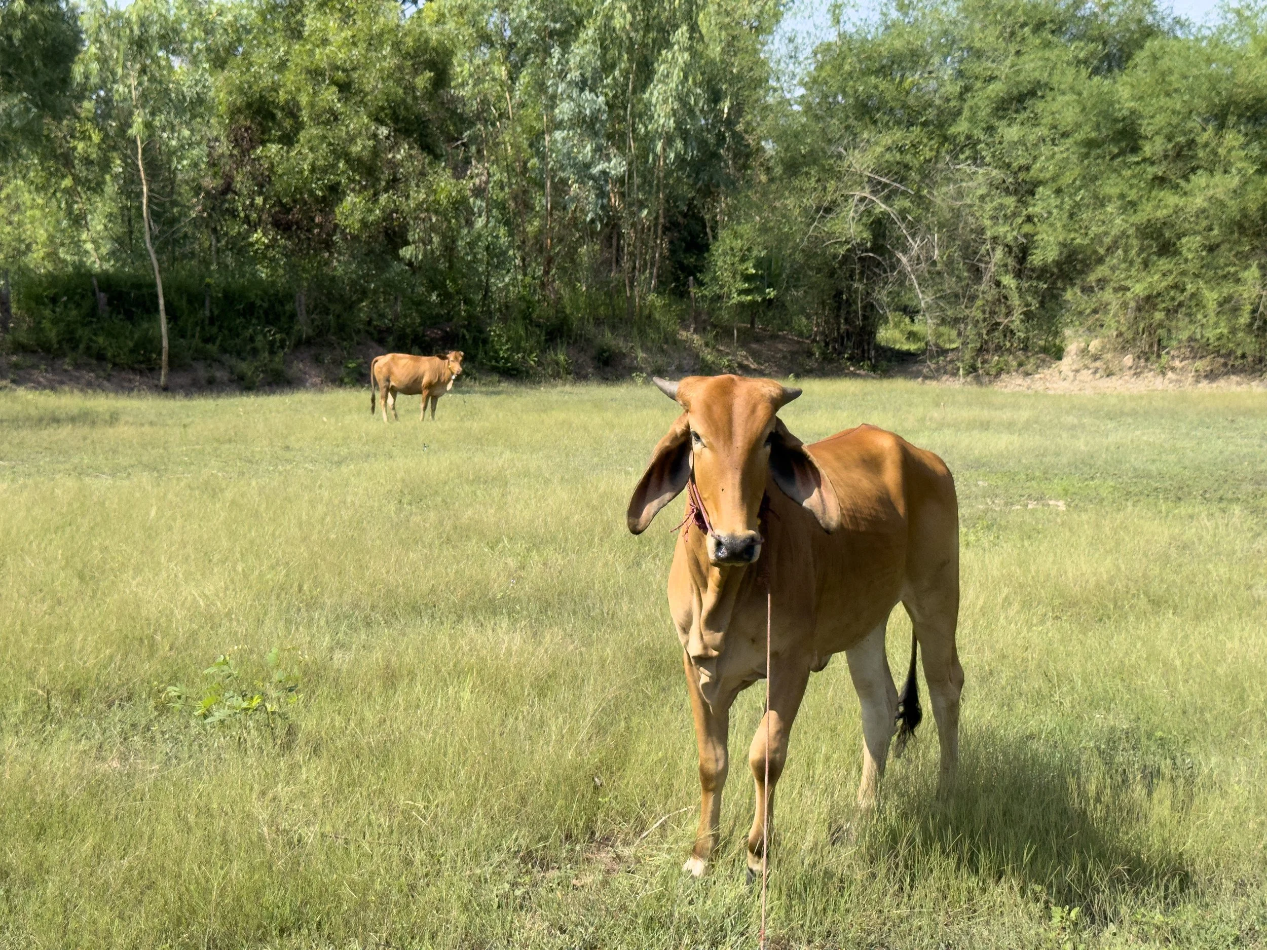 IMG_1056_LukyMeet_Organic_Farm.jpg