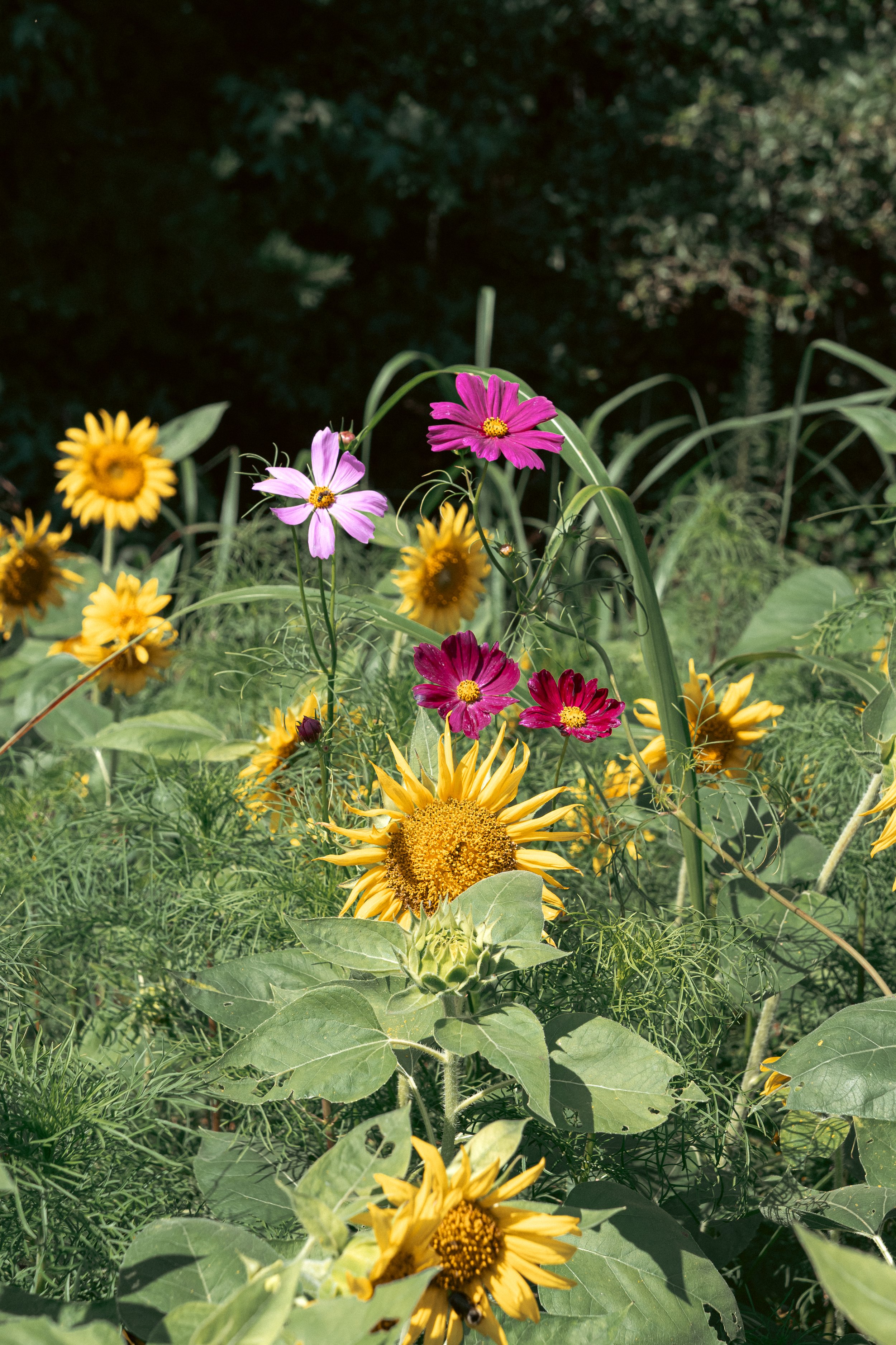 DSC_6371.jpg