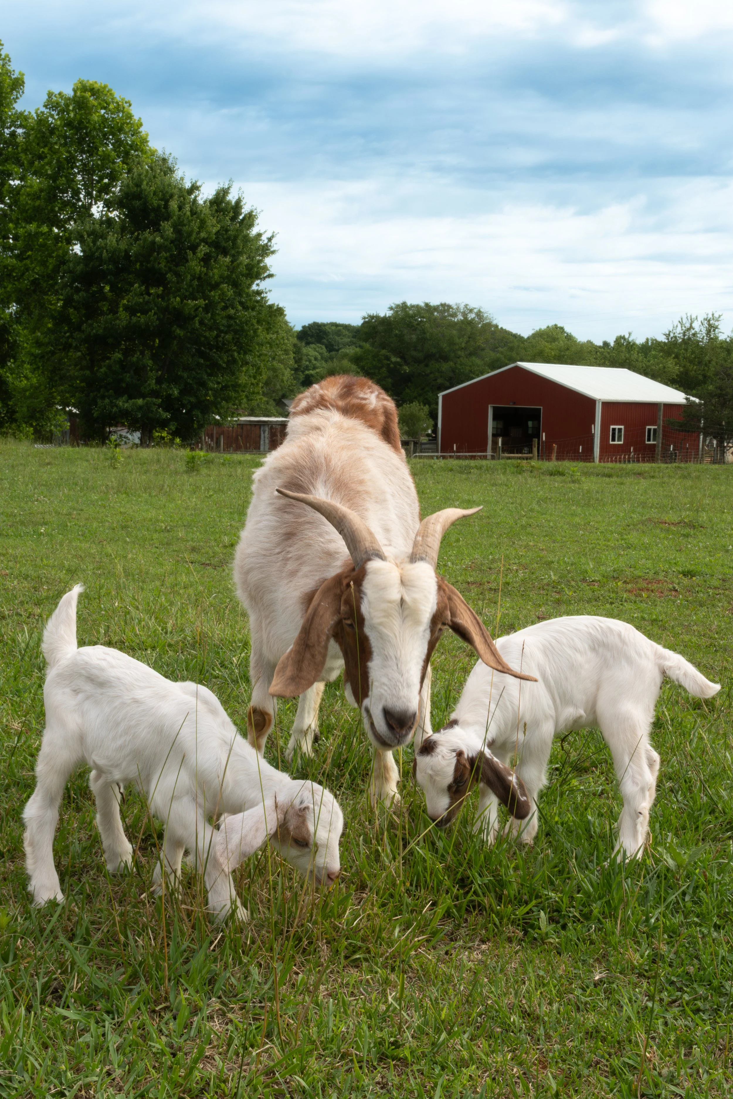 Josh & Deana - Patchwork Family Farm