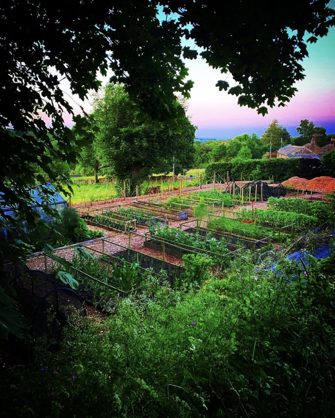 A lush vegetable garden with multiple planting beds, surrounded by trees and greenery, under a colorful sky at sunset.