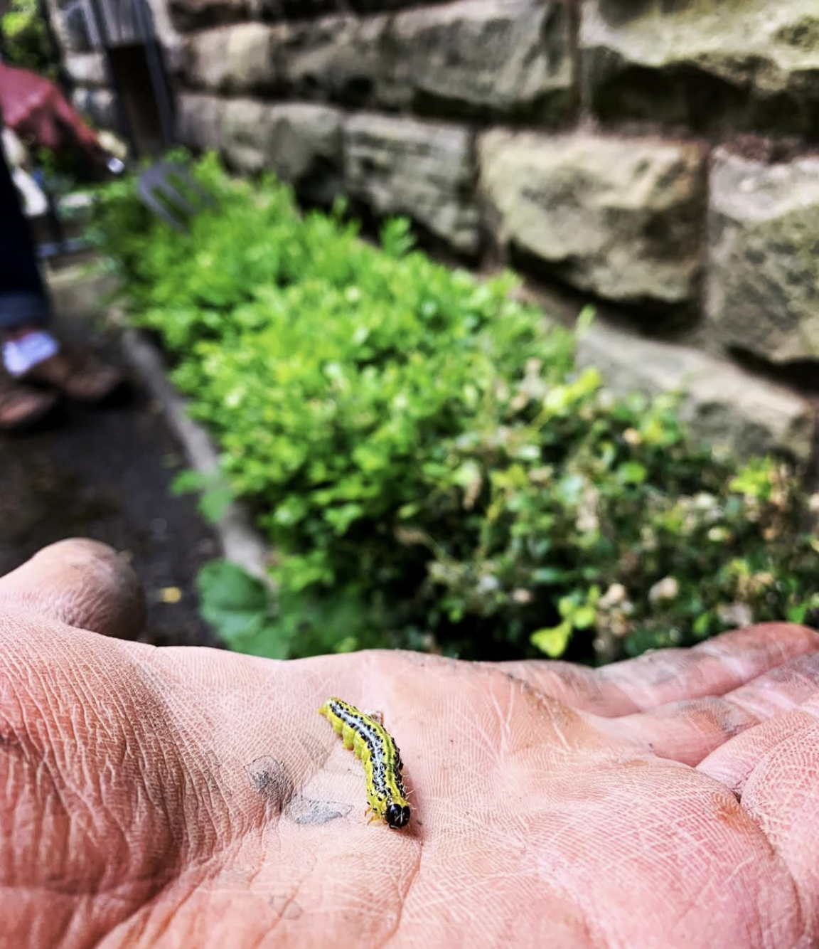 A close-up of a person's hand holding a small yellow and black caterpillar outdoors, with a garden and stone wall in the background.