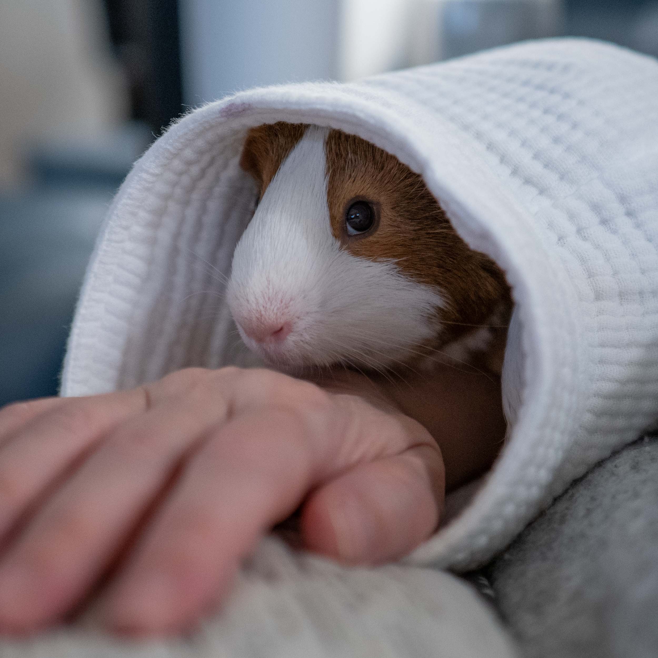 Farewell to a Lovable Menace
