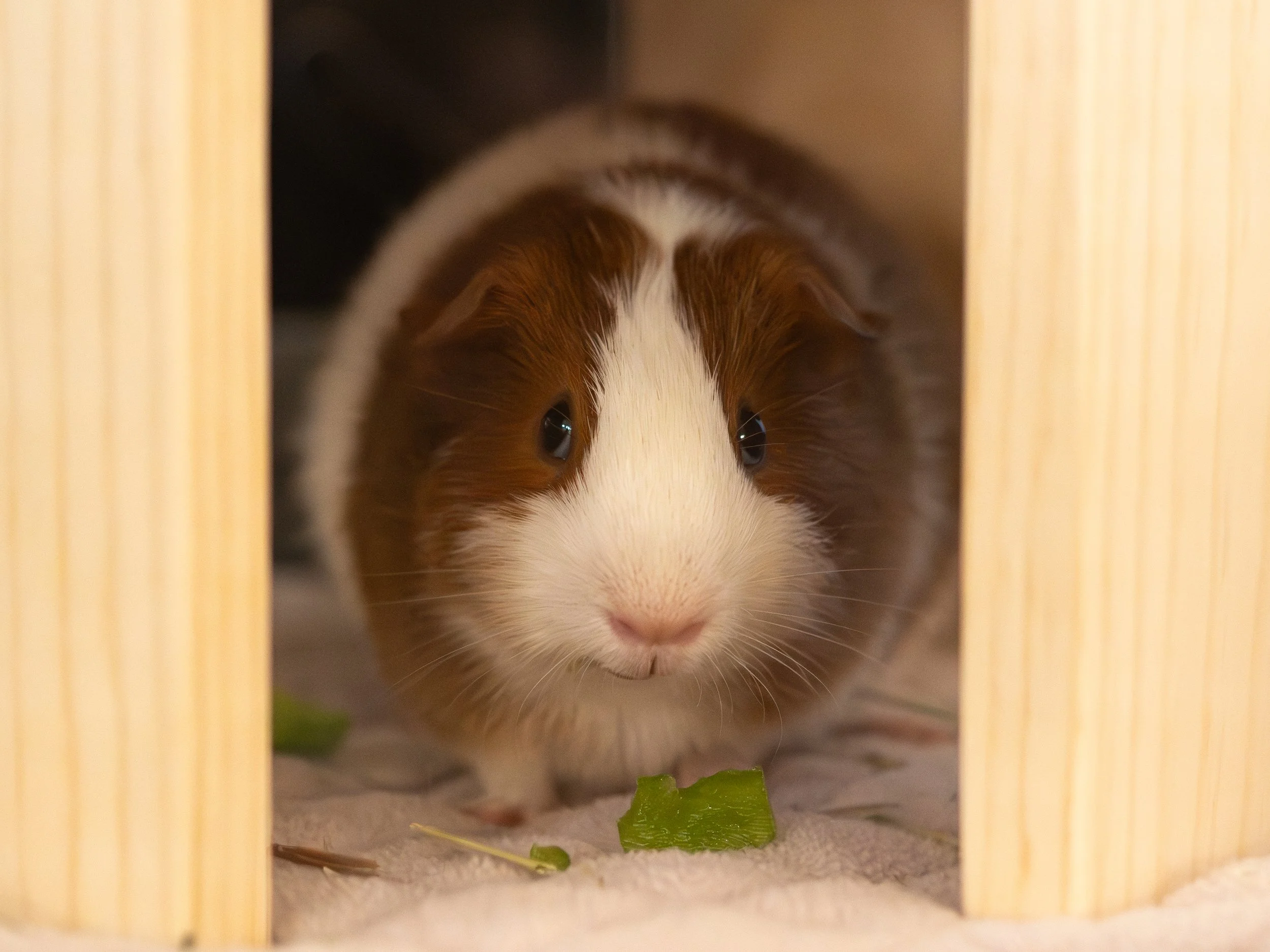 Brown and white guinea pig named Tangent