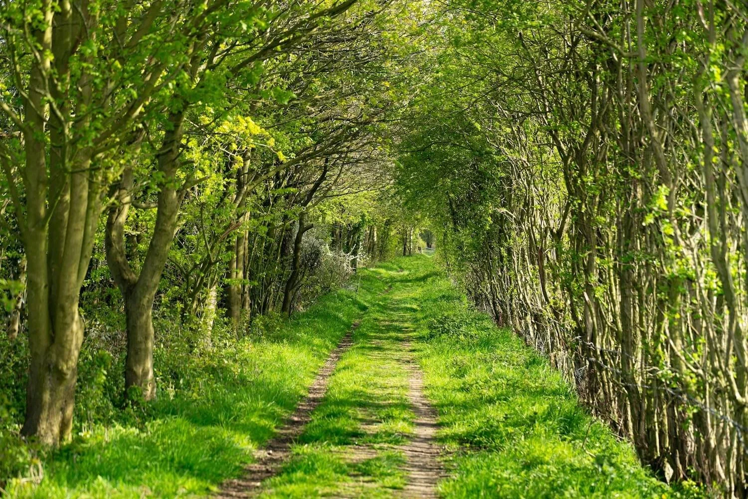 Ein grüner Waldweg, umgeben von Bäumen und Sträuchern, mit Sonnenlicht, das durch die Blätter scheint.
