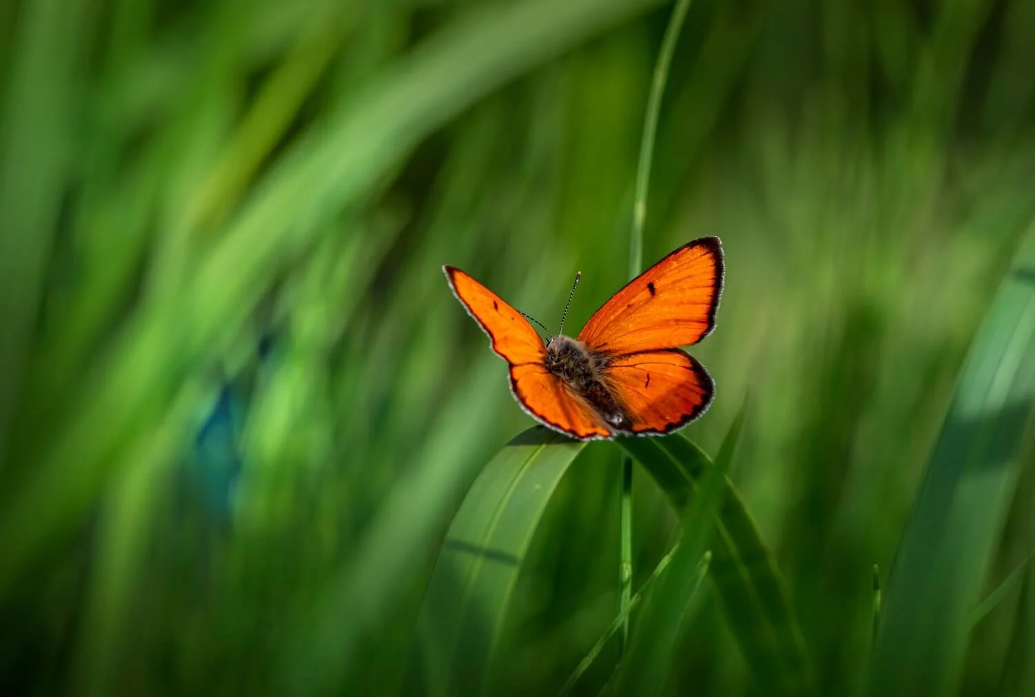 Ein orangefarbener Schmetterling sitzt auf einem grünen Blatt in einer Wiese mit hohen Gräsern.