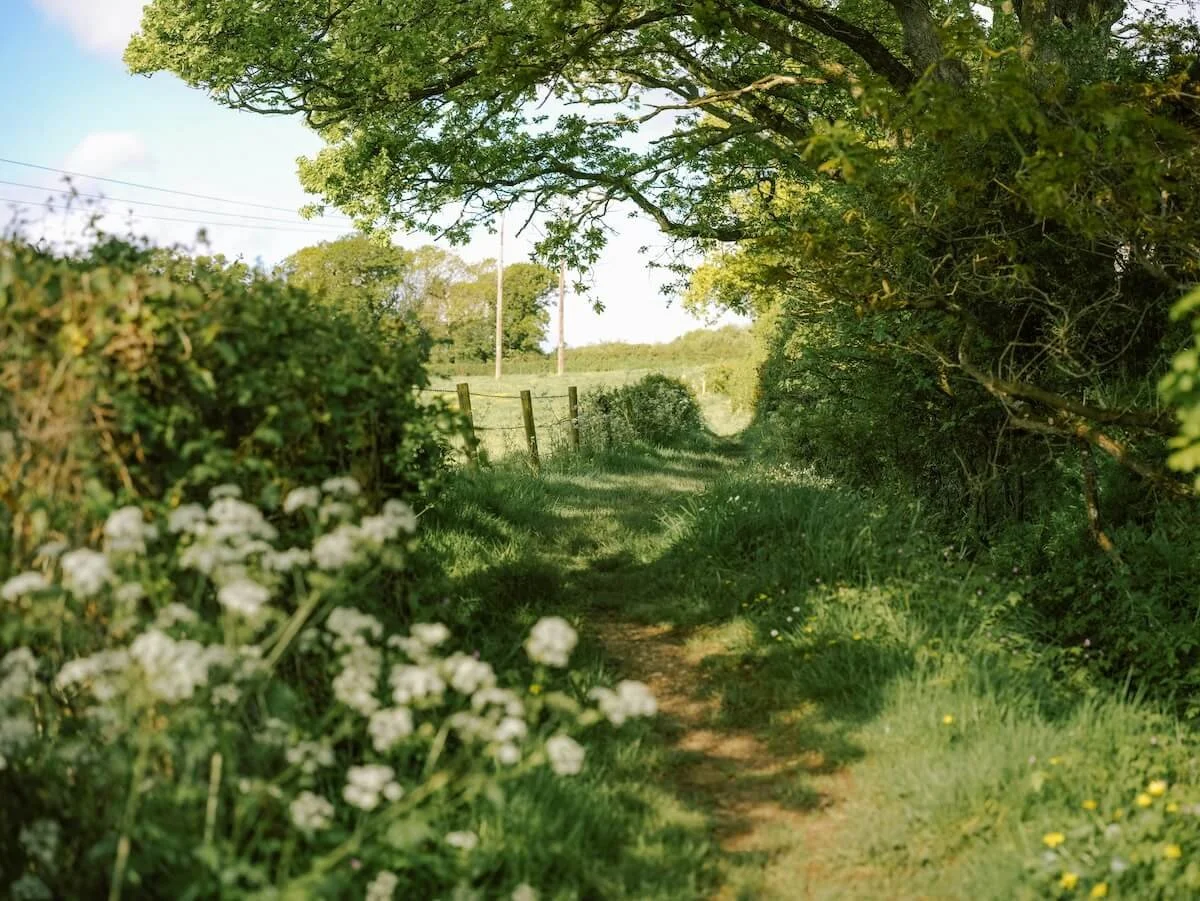 Ein schmaler Wanderweg im Grünen, umgeben von Büschen und Bäumen, bei Sonnenlicht.
