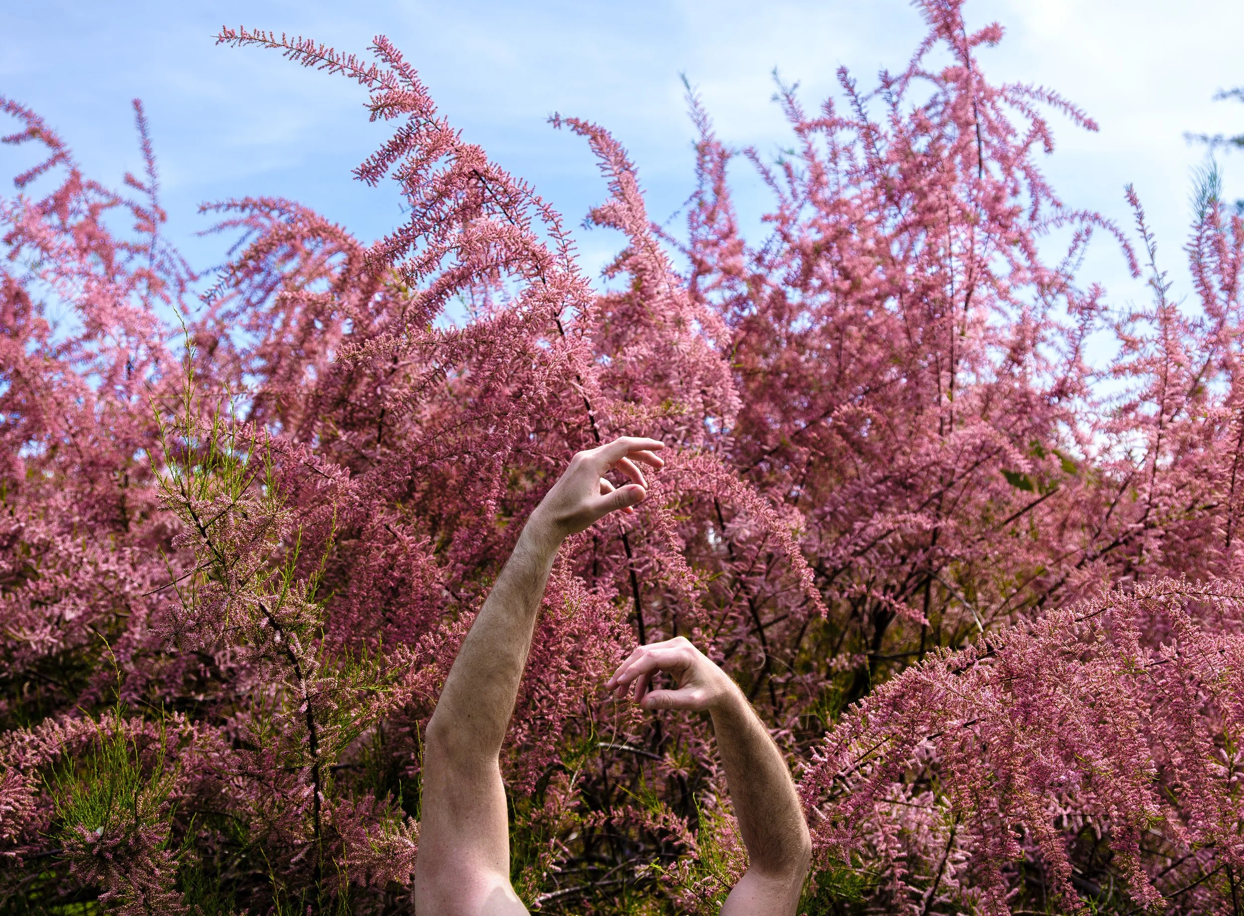 Arms in Bloom, 2025
