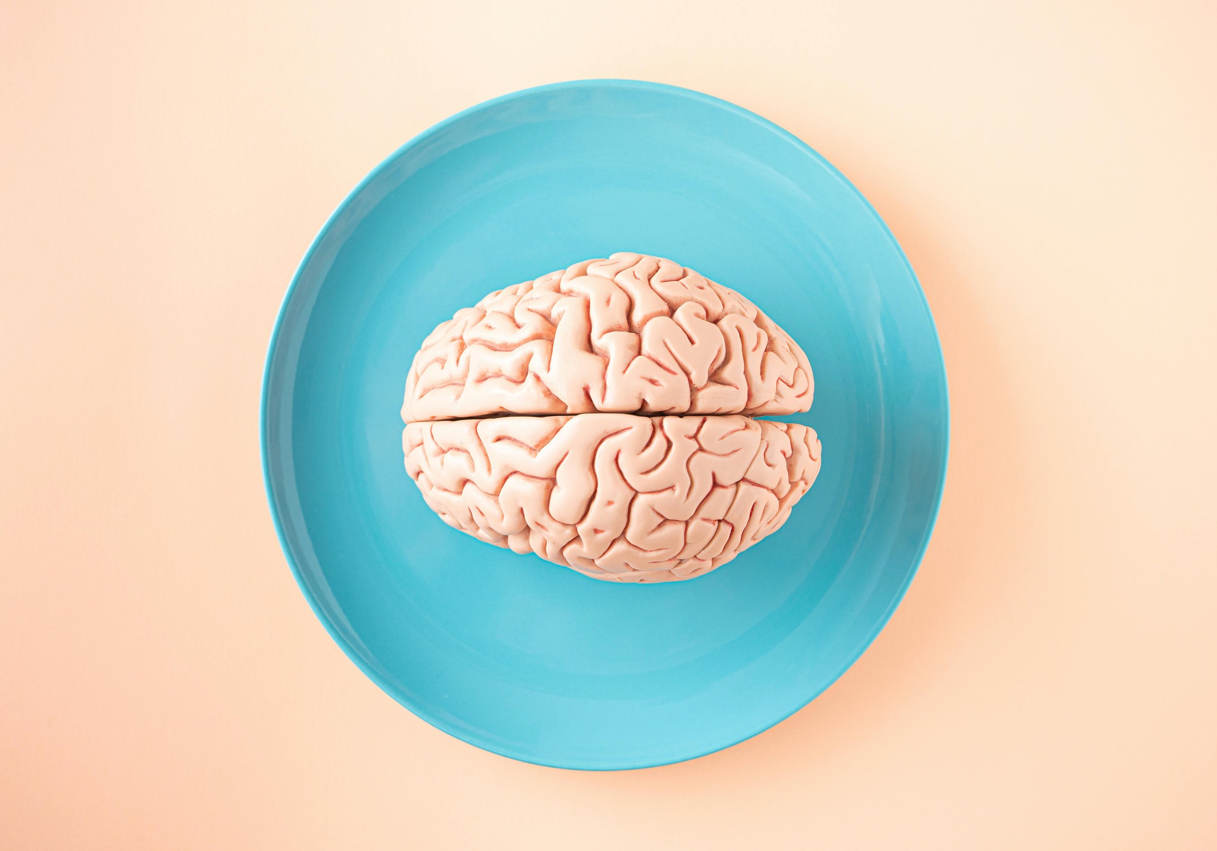 A realistic model of a human brain placed on a blue plate against a beige background.