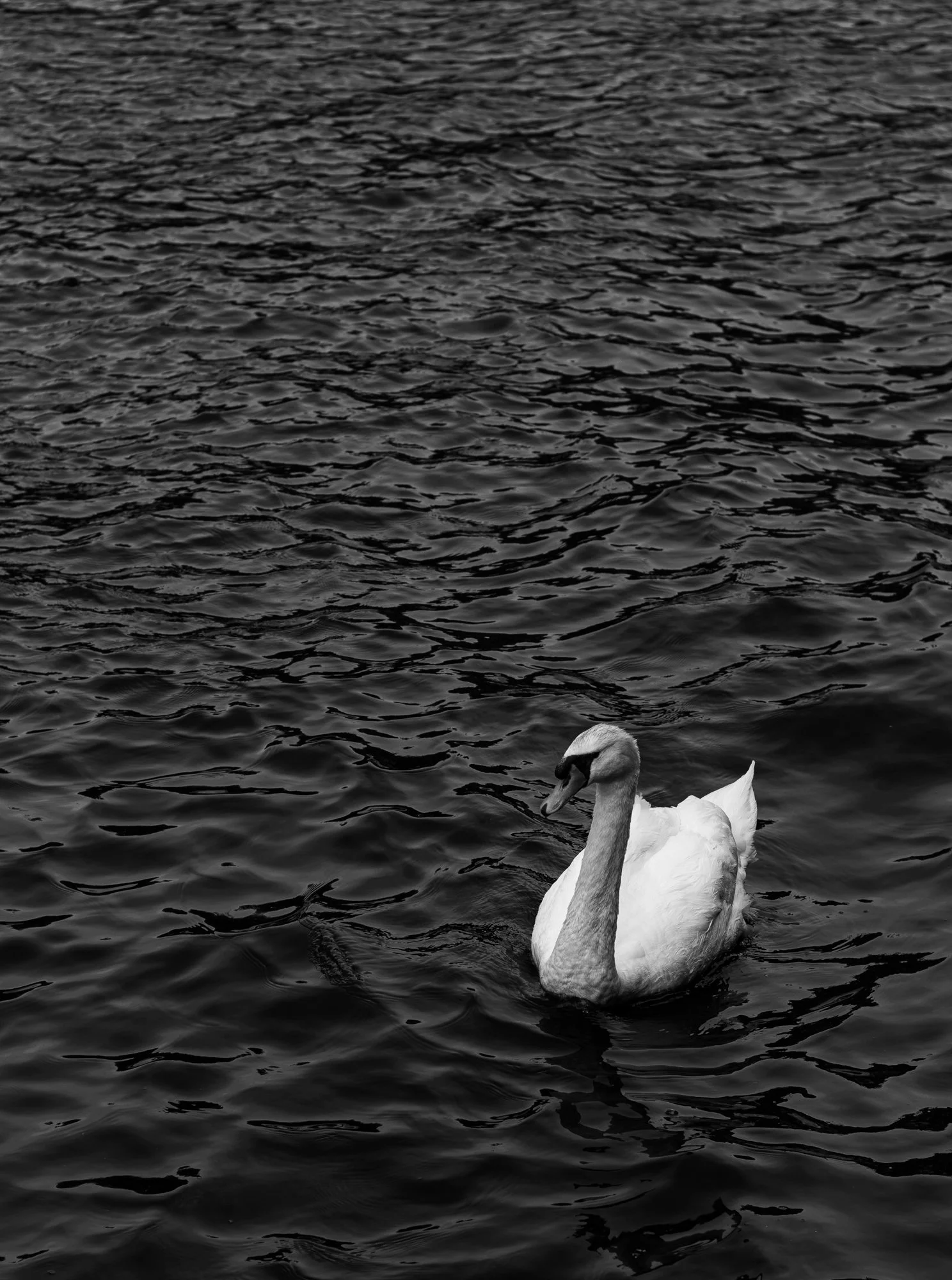 A white swan floating on dark water with ripples, facing to the right.