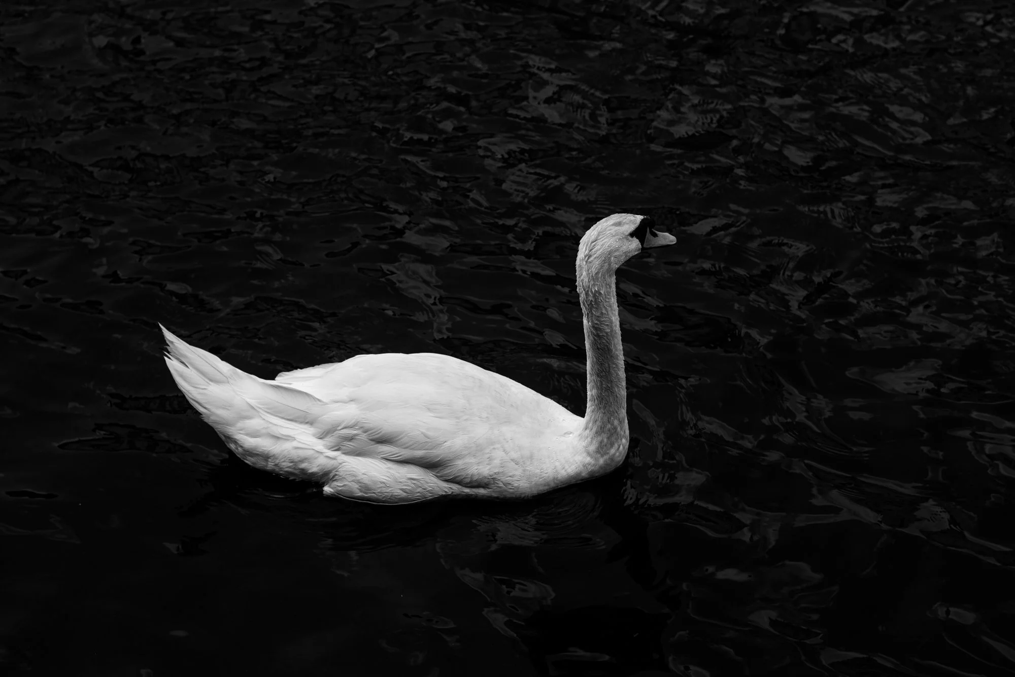 A white swan swimming on dark water, with its neck curved upward and a calm expression.