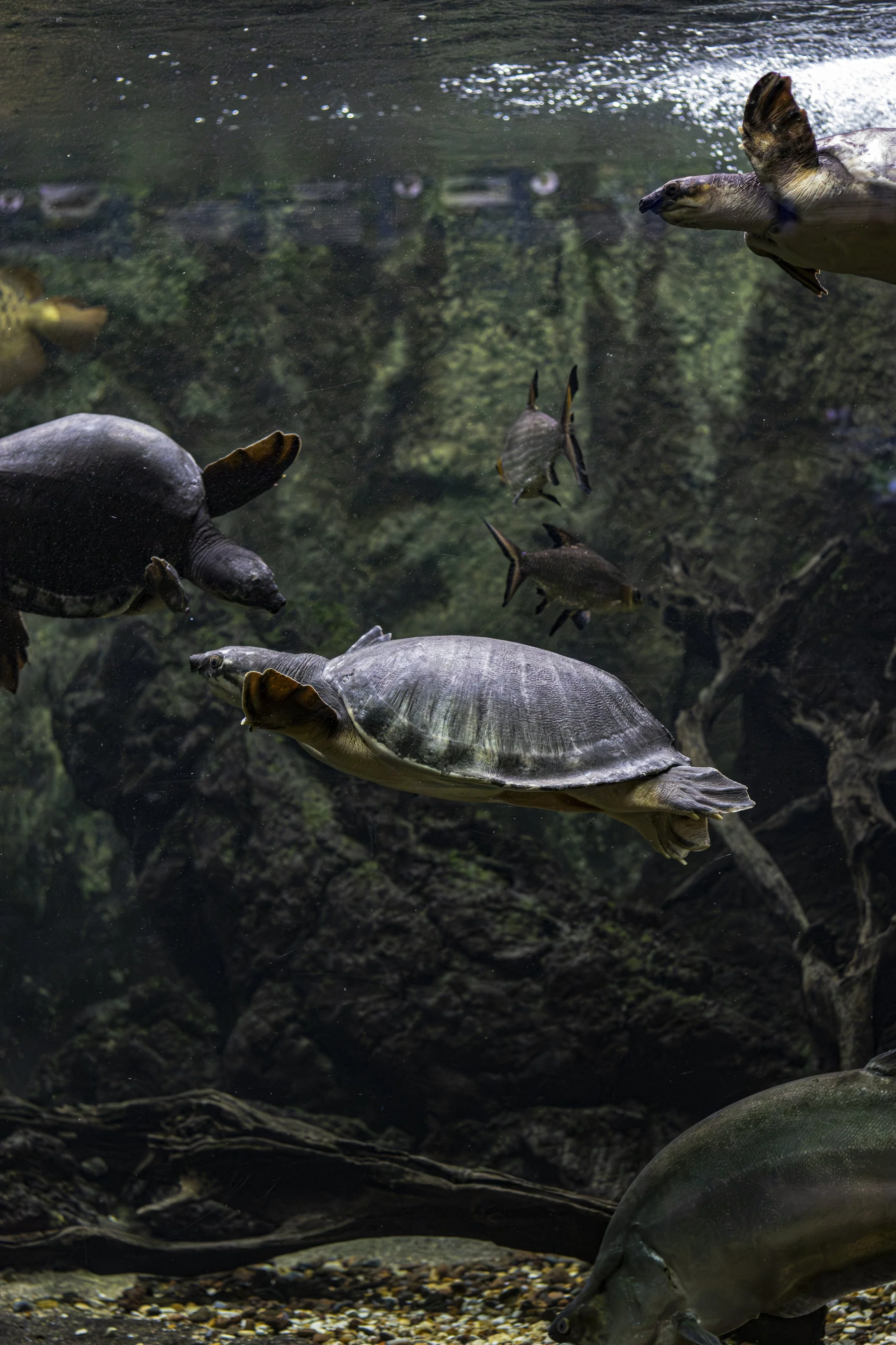Aquarium Tropical | 2026