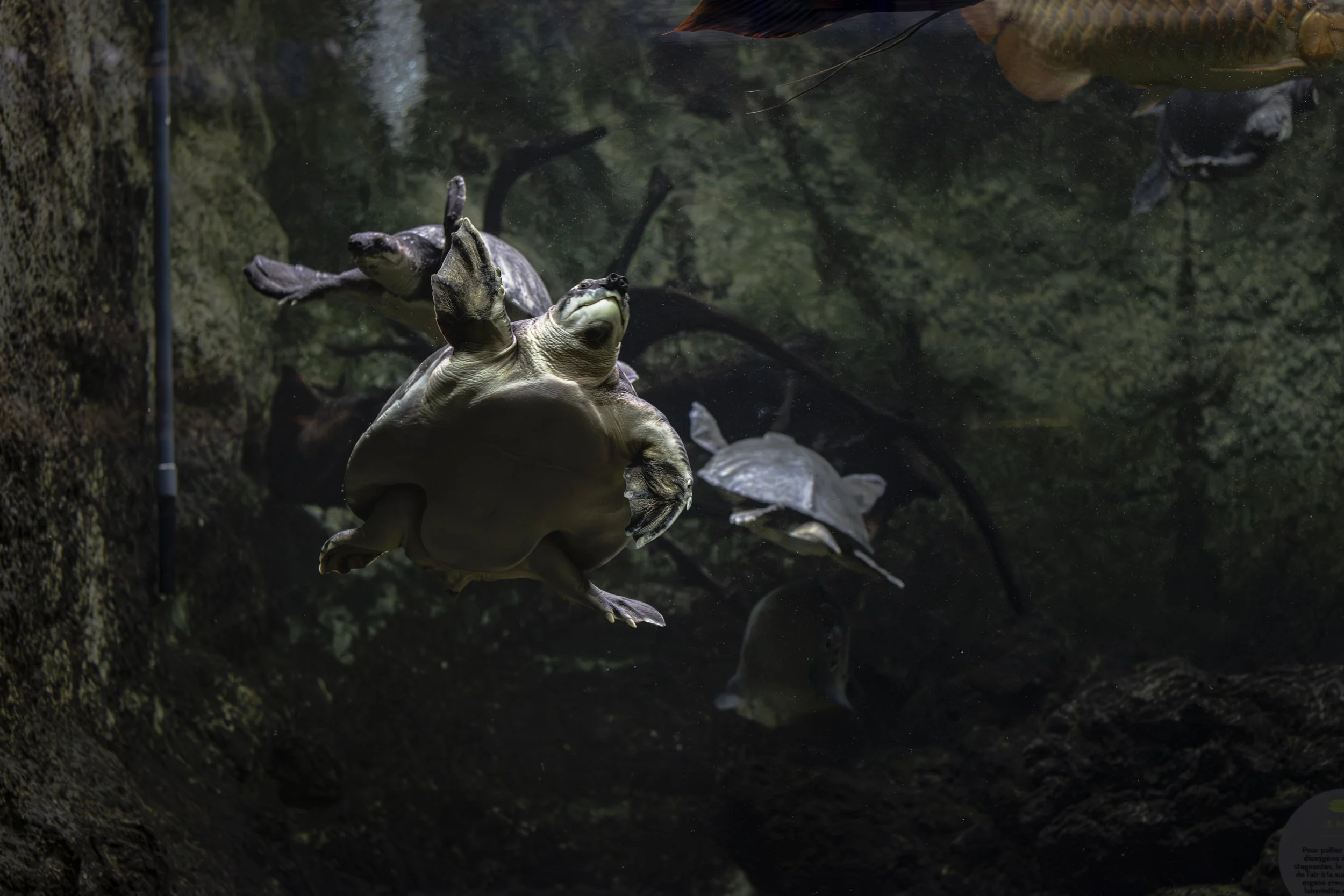 Aquarium Tropical | 2026