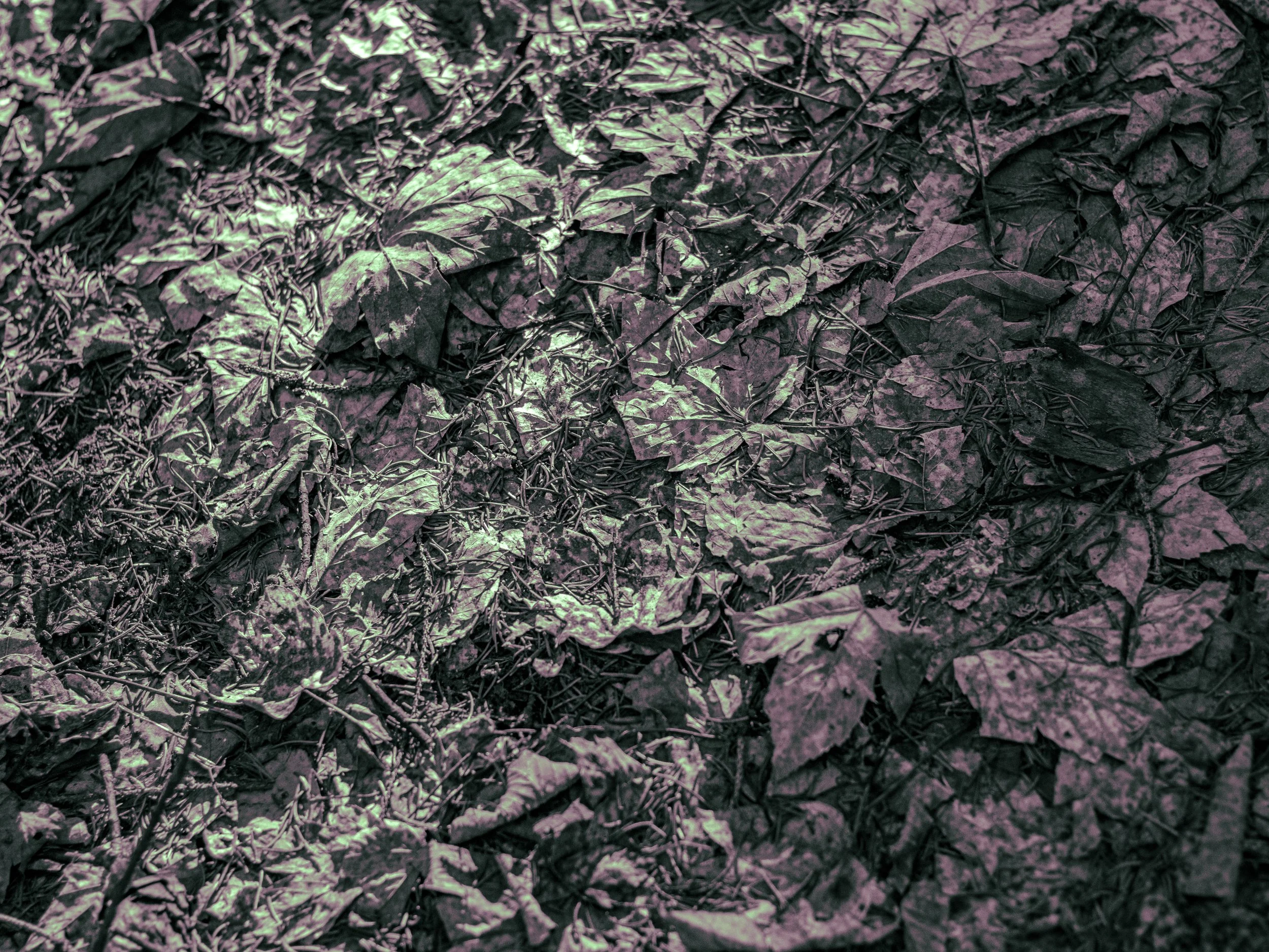 Close-up view of fallen leaves and small twigs on the forest floor.
