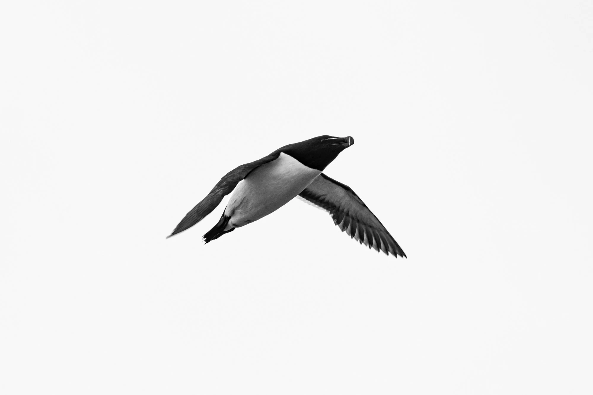 Black and white photograph of a RAZORBILL bird in mid-flight with wings spread wide against a plain background.