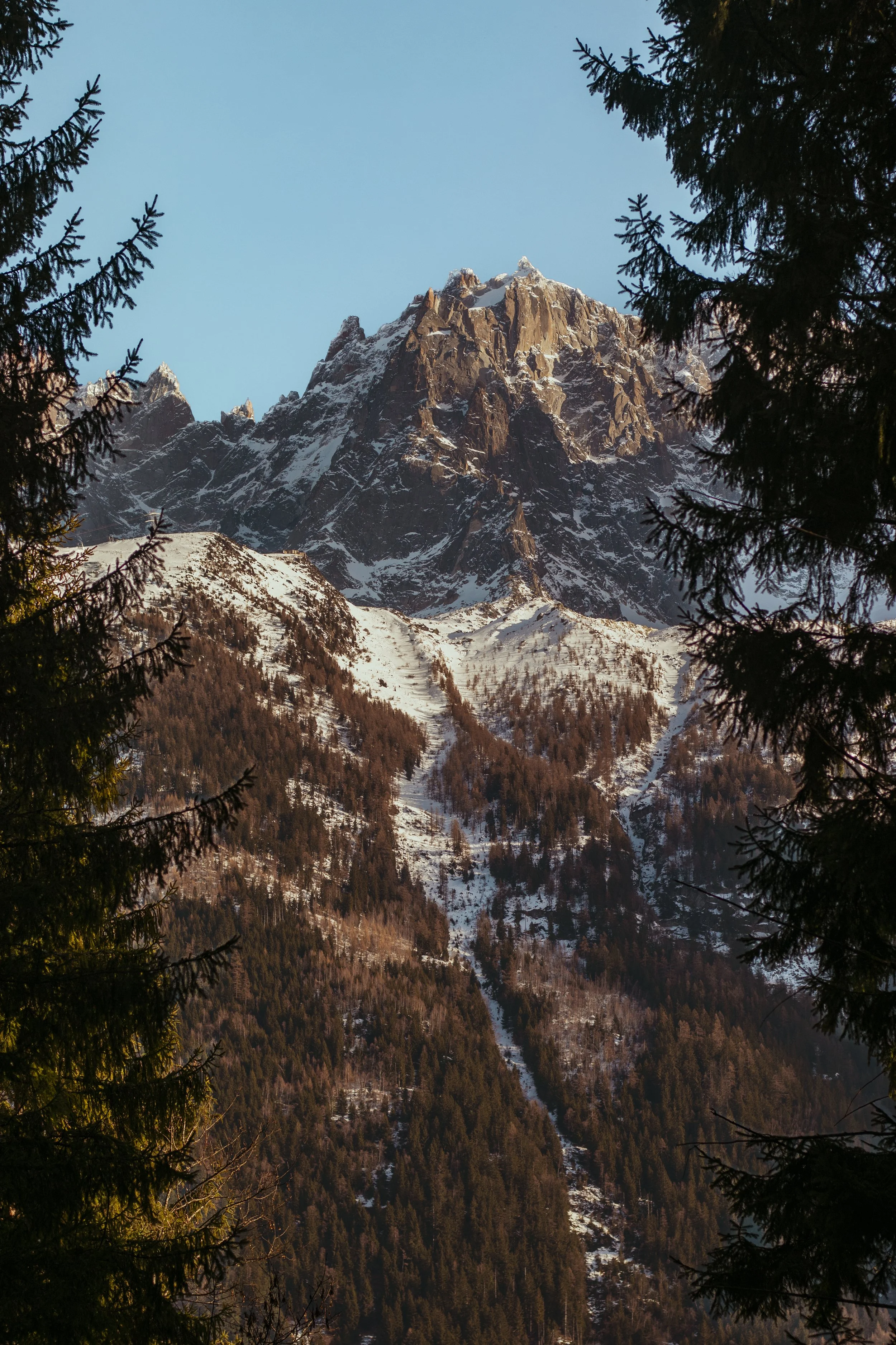 Snow-capped mountain towering over a forest of evergreen trees, with clear blue sky in the background.