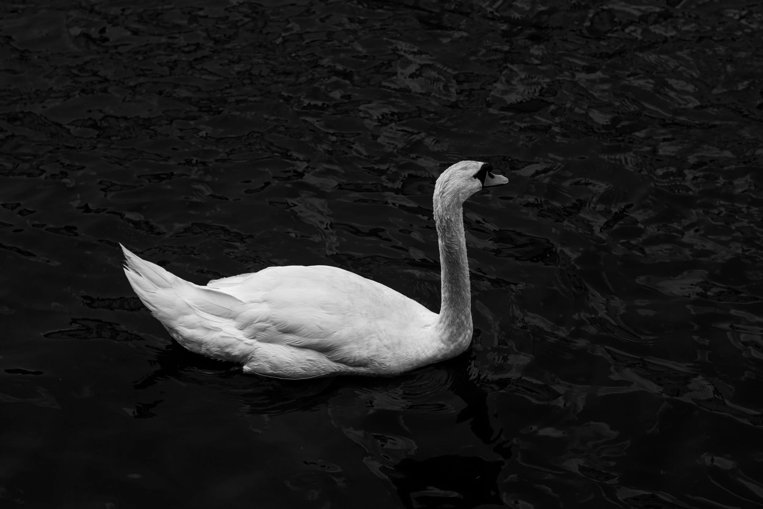 A white swan swimming on dark water.