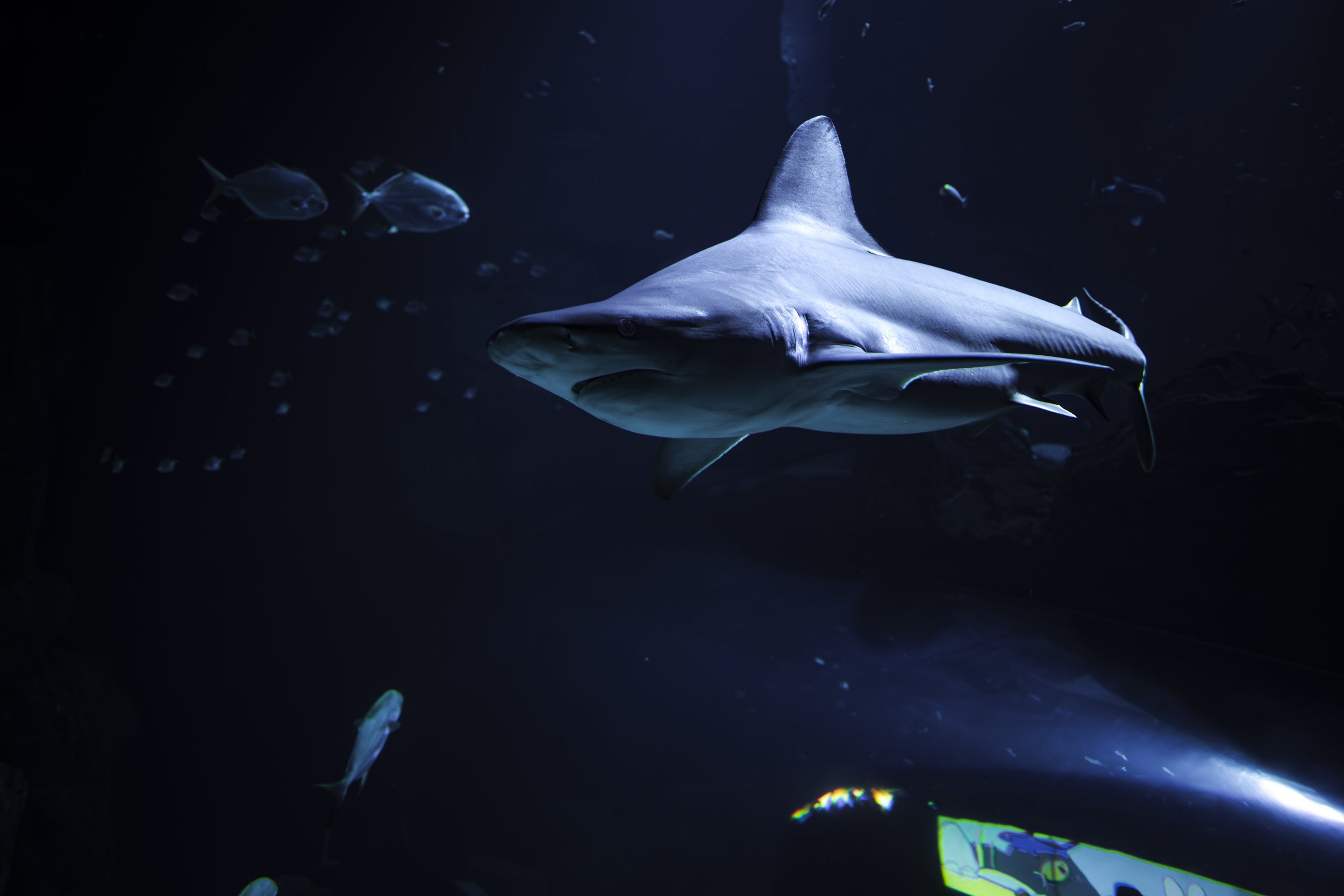 A shark swimming in dark ocean water with smaller fish around it.