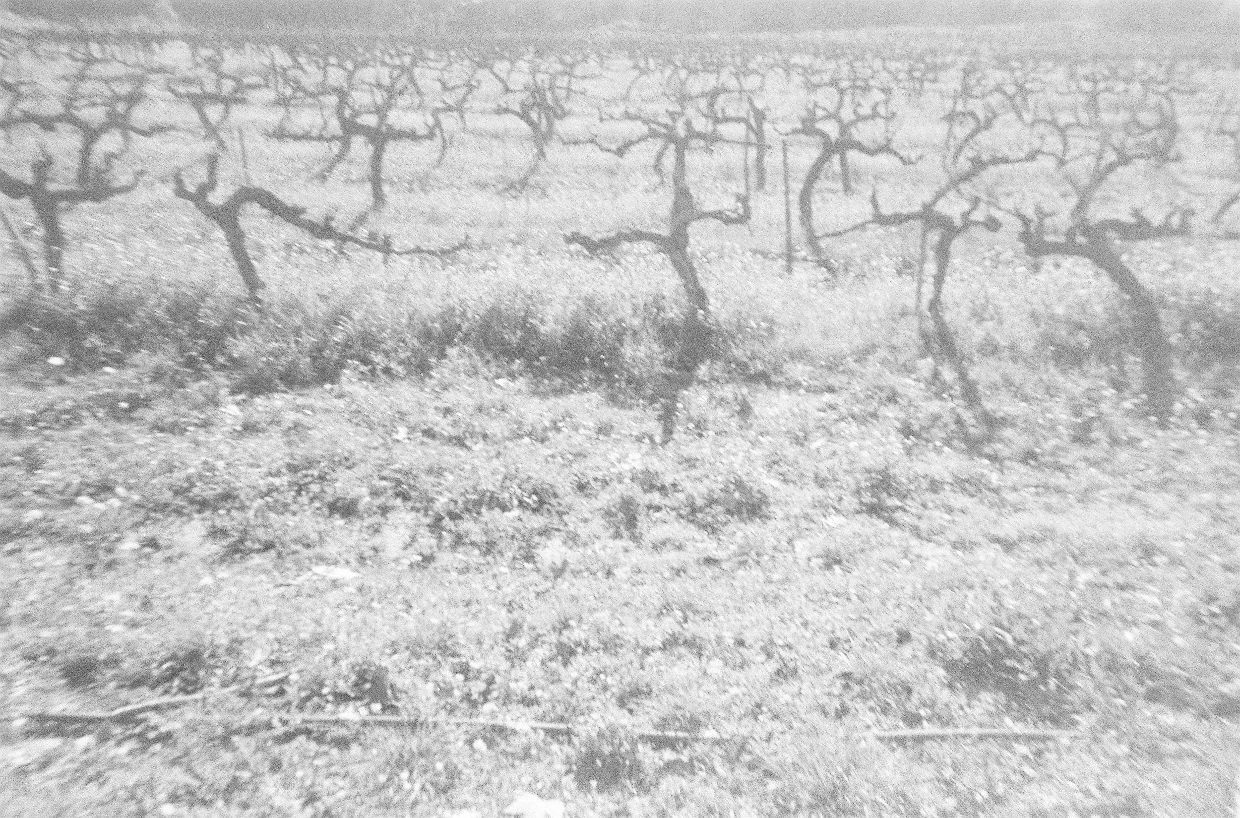 A black and white photograph of leafless trees planted in rows in an open field with a cloudy sky in the background.