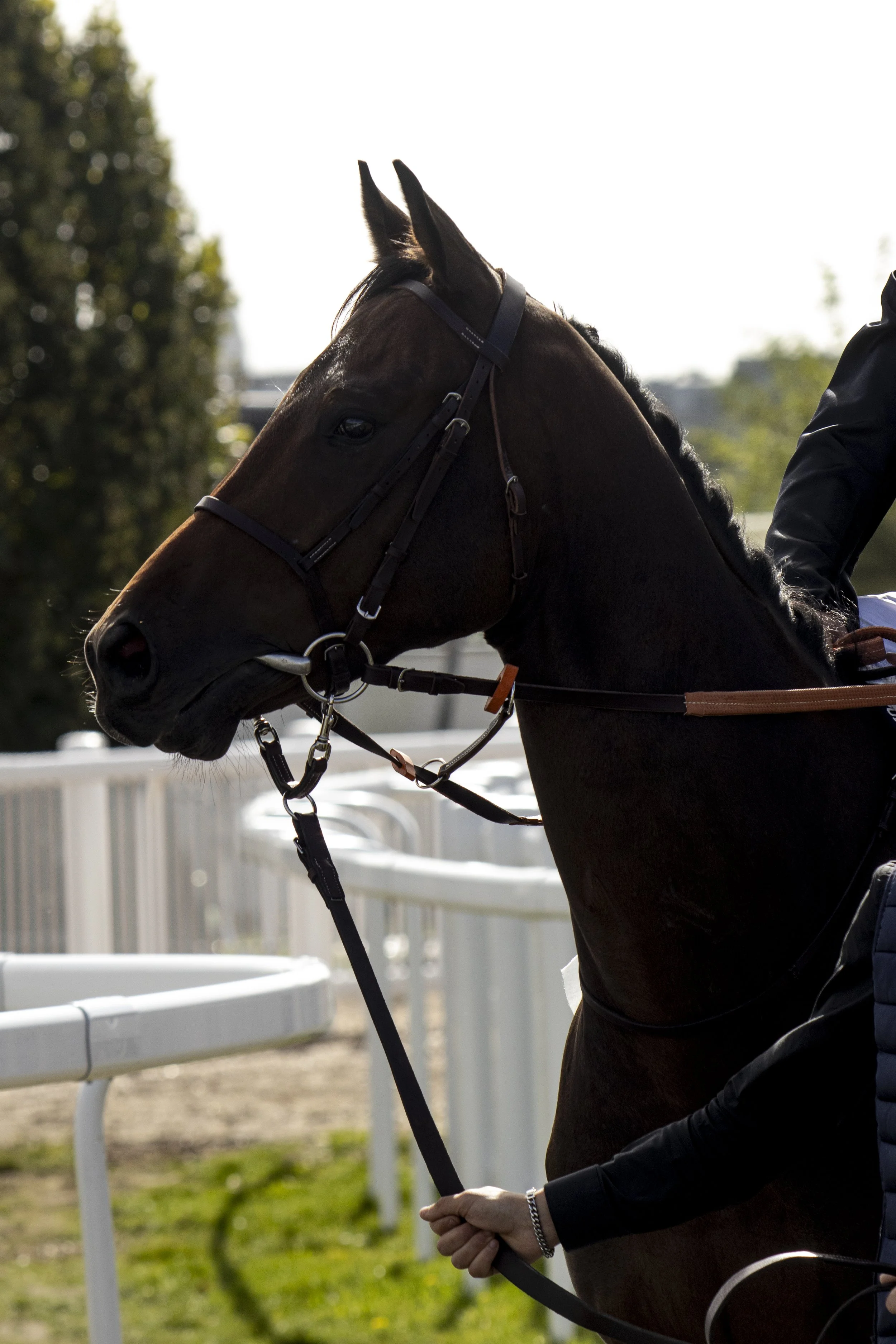 Close-up of a person in dark clothing holding the reins of a brown horse at a racetrack or equestrian event, with white barriers and trees in the background.