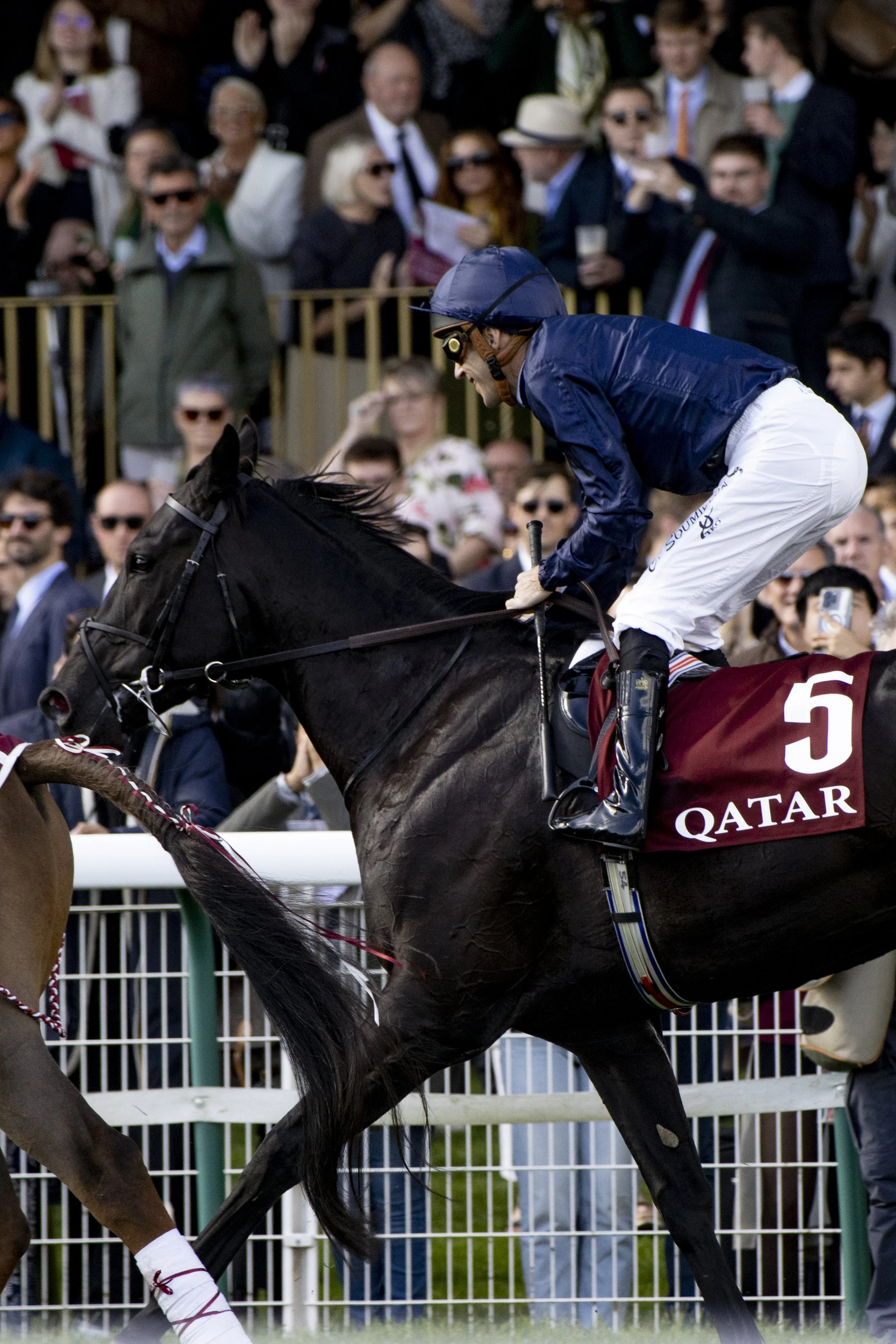 A jockey in blue and white riding gear on a black horse during a horse race, with a crowd of spectators watching behind a fence.