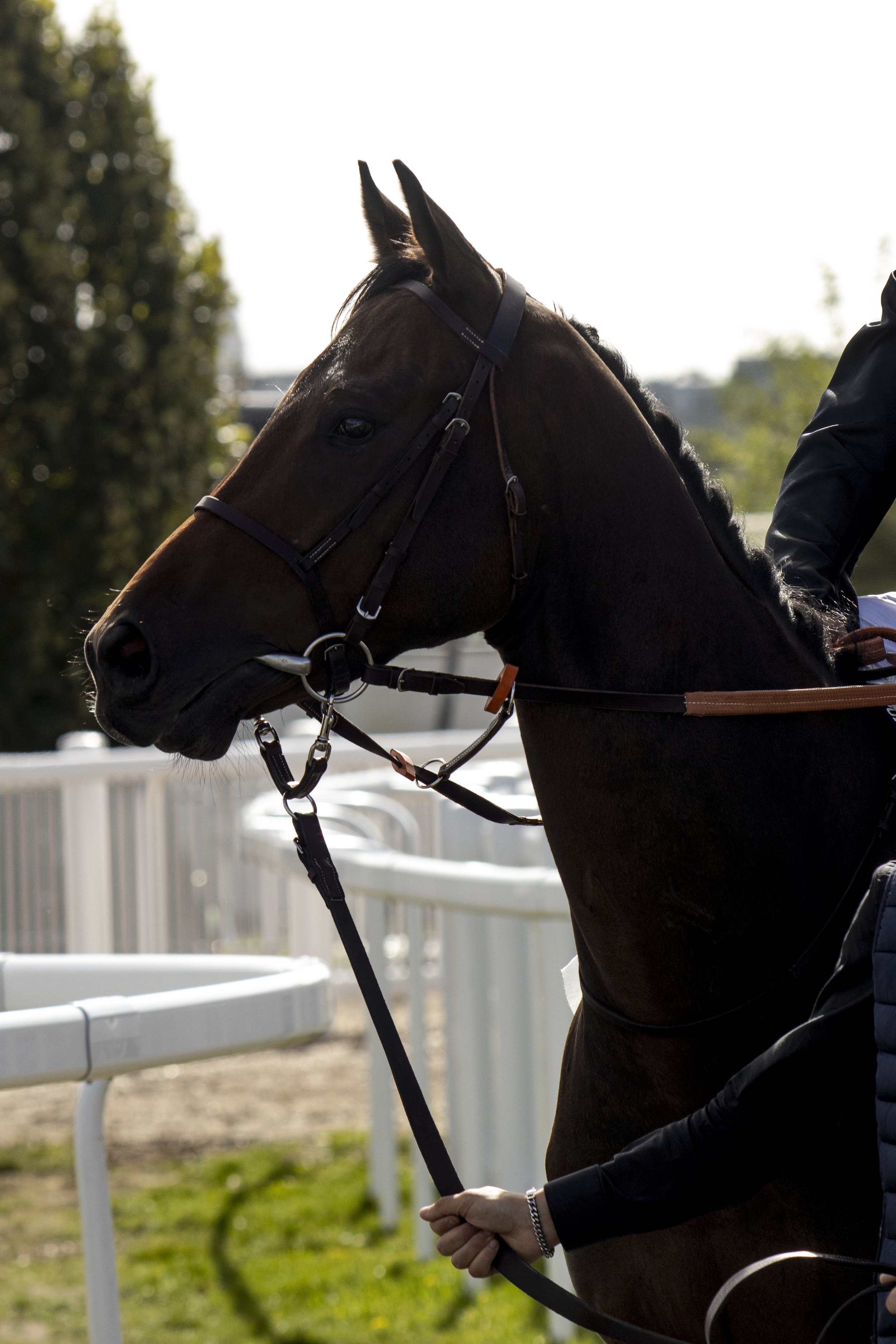 Side view of a dark brown horse with a black mane, wearing a bridle, and a person in black riding attire holding the reins. The background includes white railings, trees, and outdoor lighting.