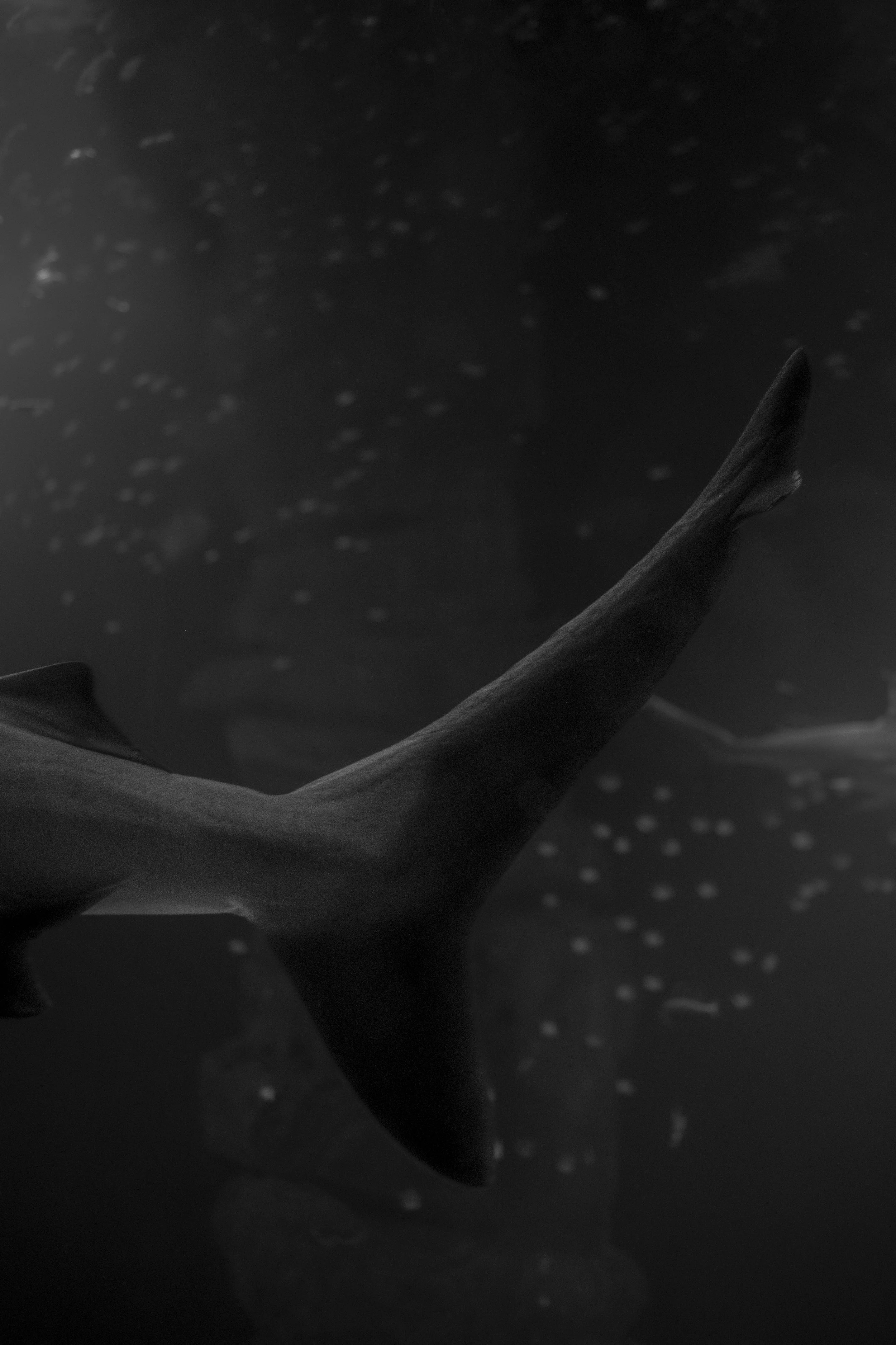 Close-up of a antler in black and white with a dark background and small light spots.