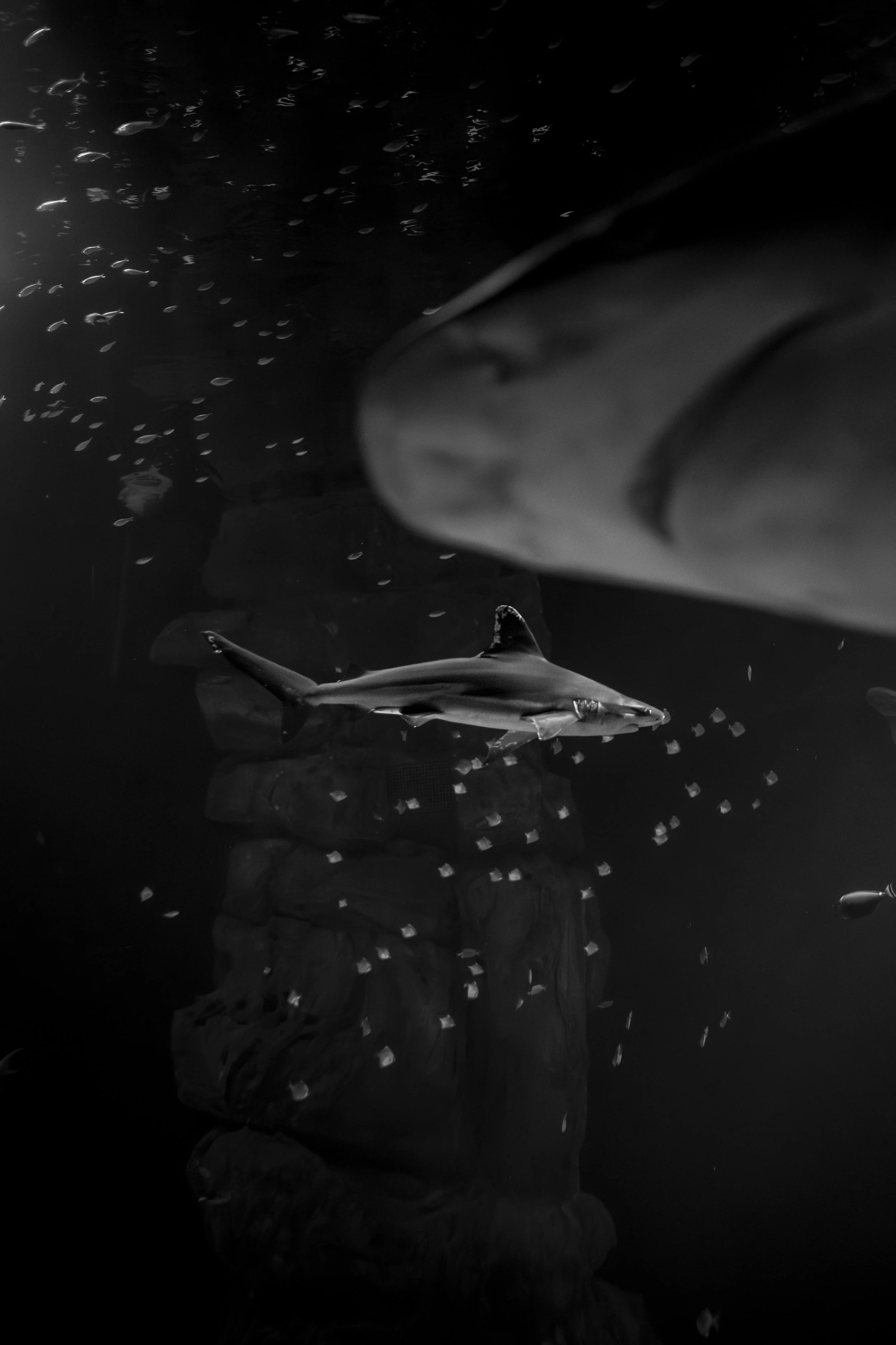 A large shark swimming in dark water, with a person in wetsuit underneath, surrounded by small fish.