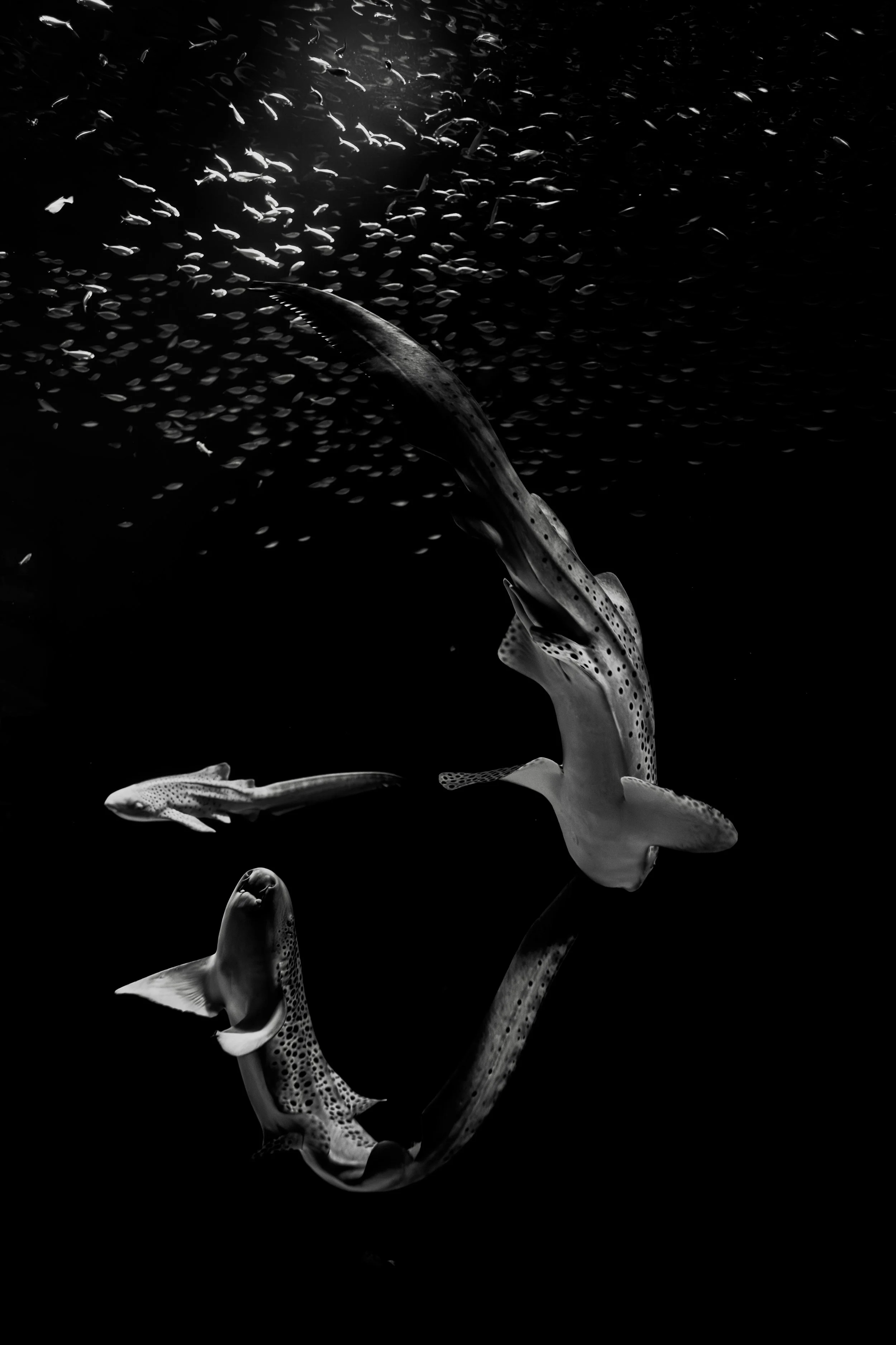 Black and white underwater photo of several spotted sharks swimming amidst a school of small fish.