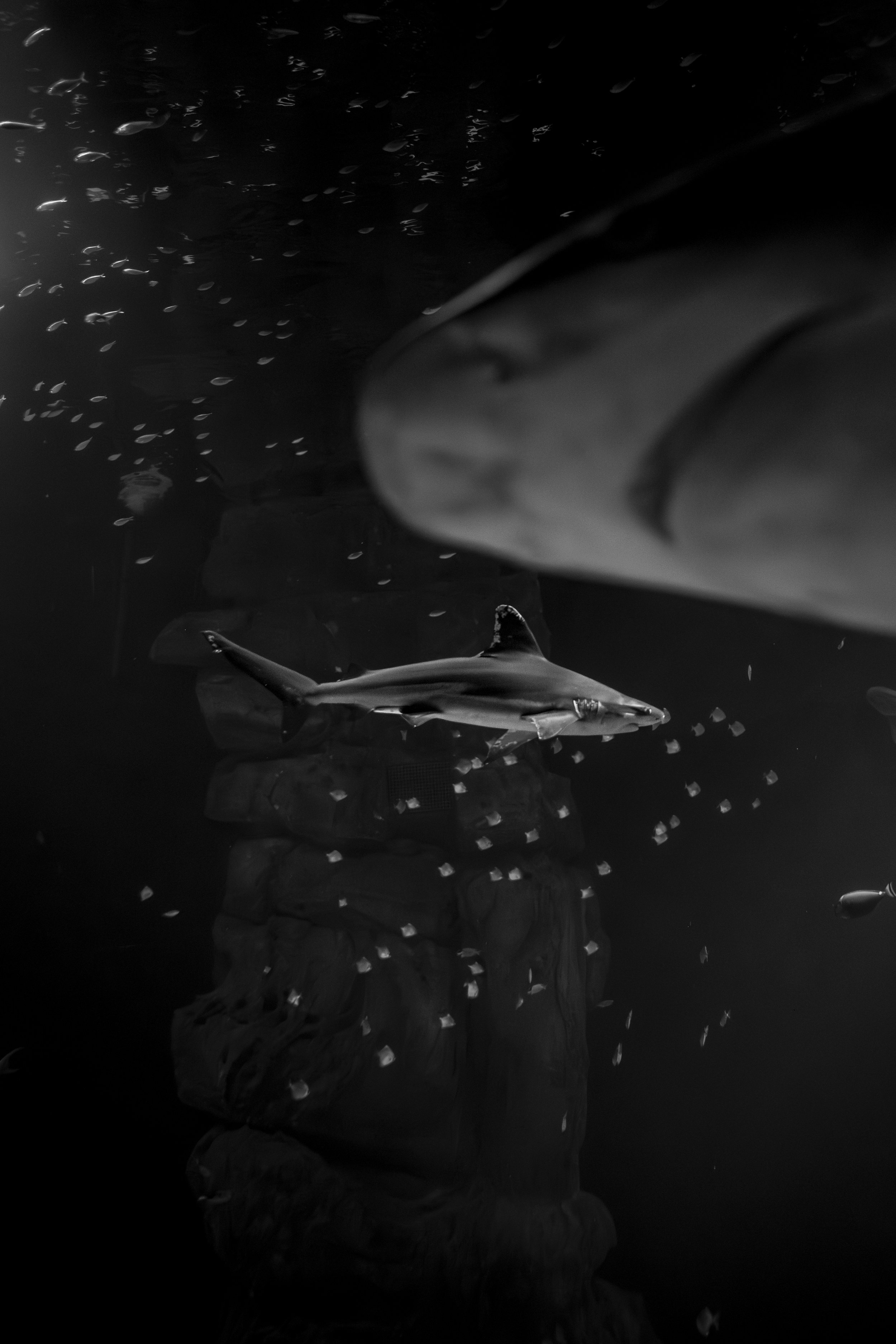 A view of a shark swimming underwater with small fish around it, captured in black and white.