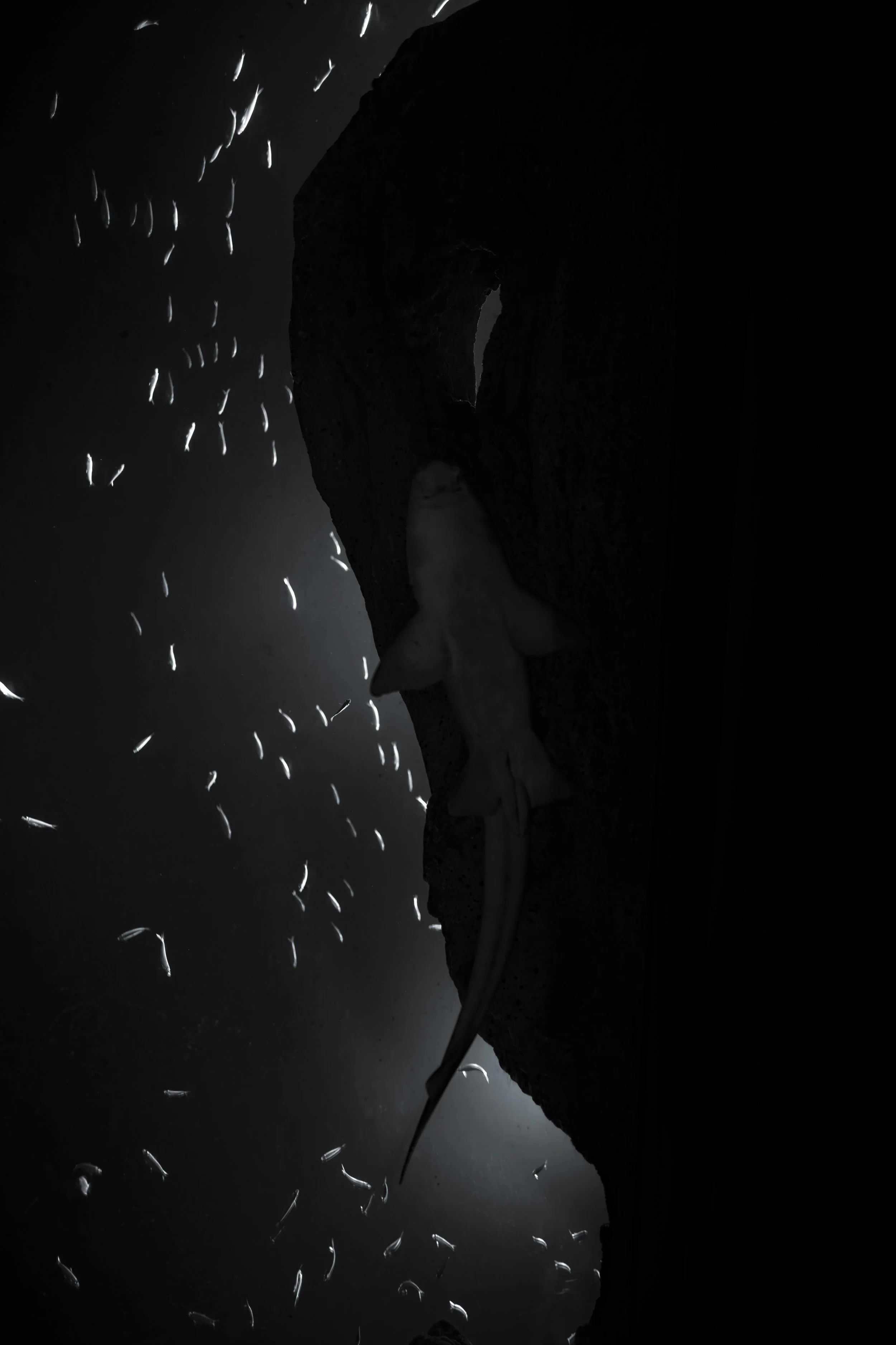 Silhouette of a dinosaur statue against a dark sky with rain drops falling.