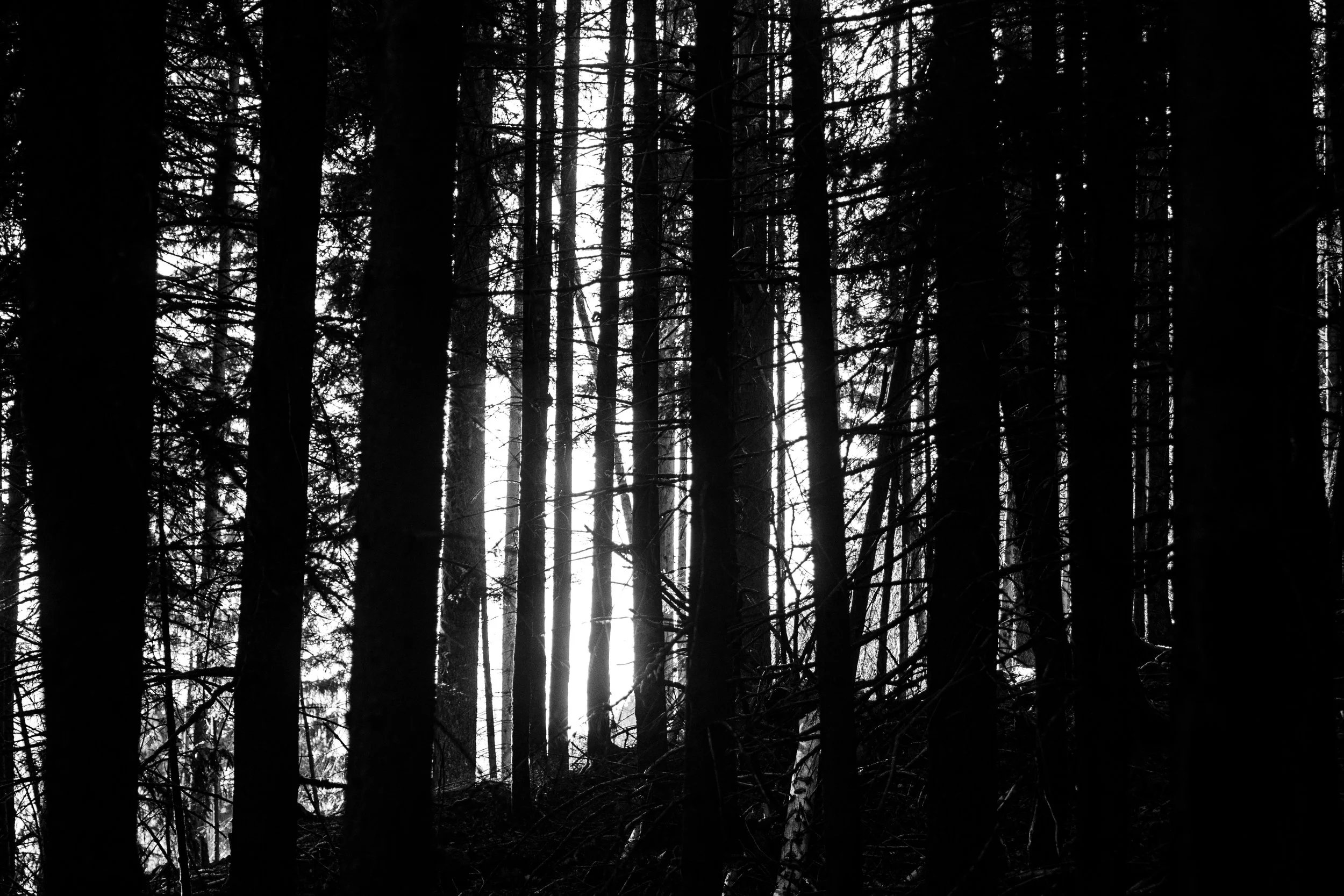 Silhouetted trees in a dense forest with light shining through the trunks.