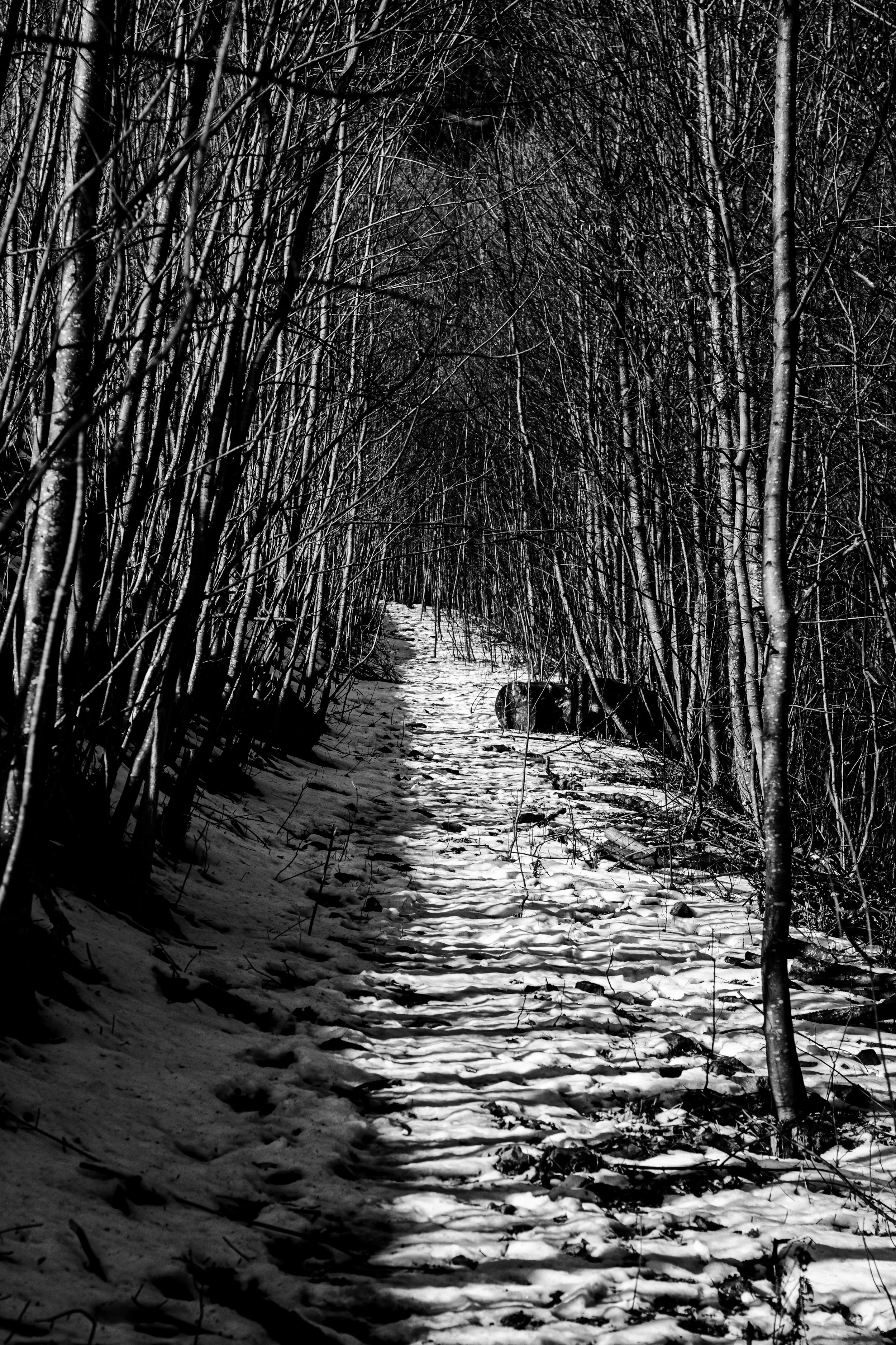 A narrow snow-covered path through a dense, leafless forest with tangled branches on both sides, in black and white.