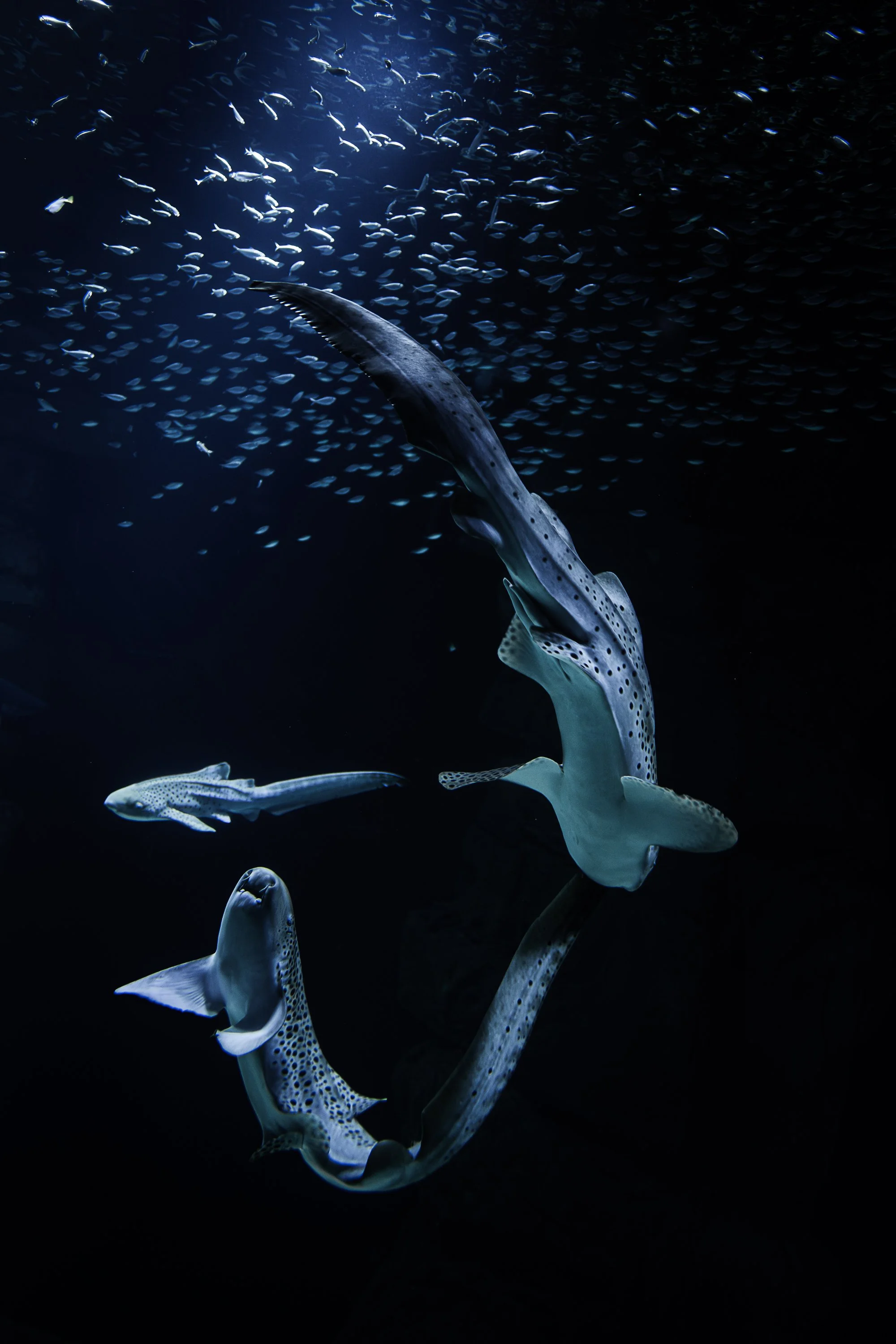 Aquarium de Paris | 2026
