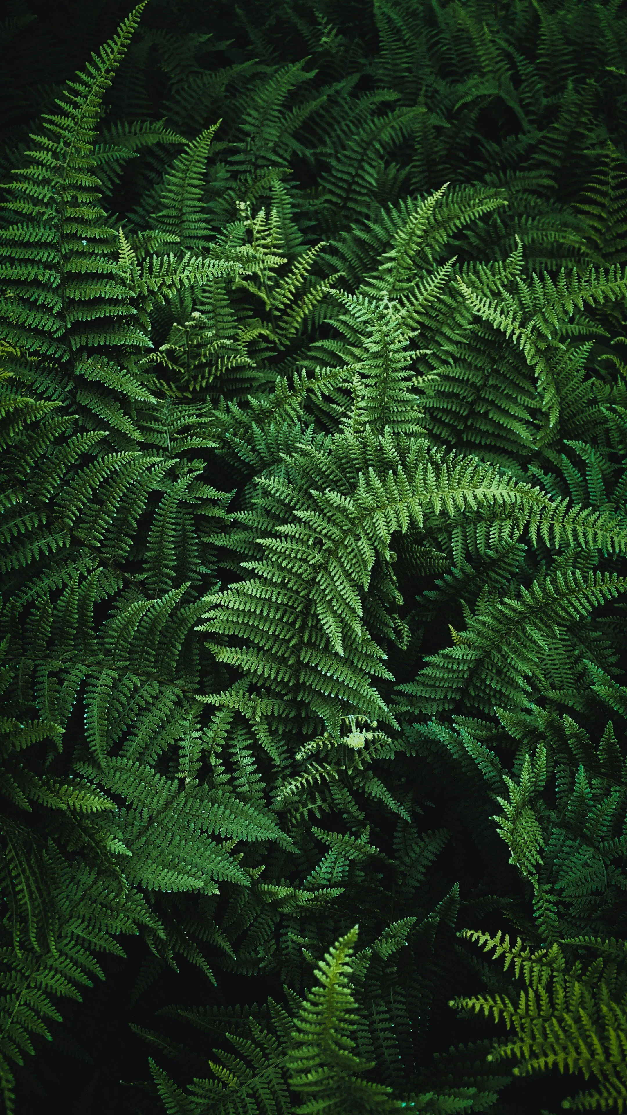 Photo of collection of ferns which show fractals in nature